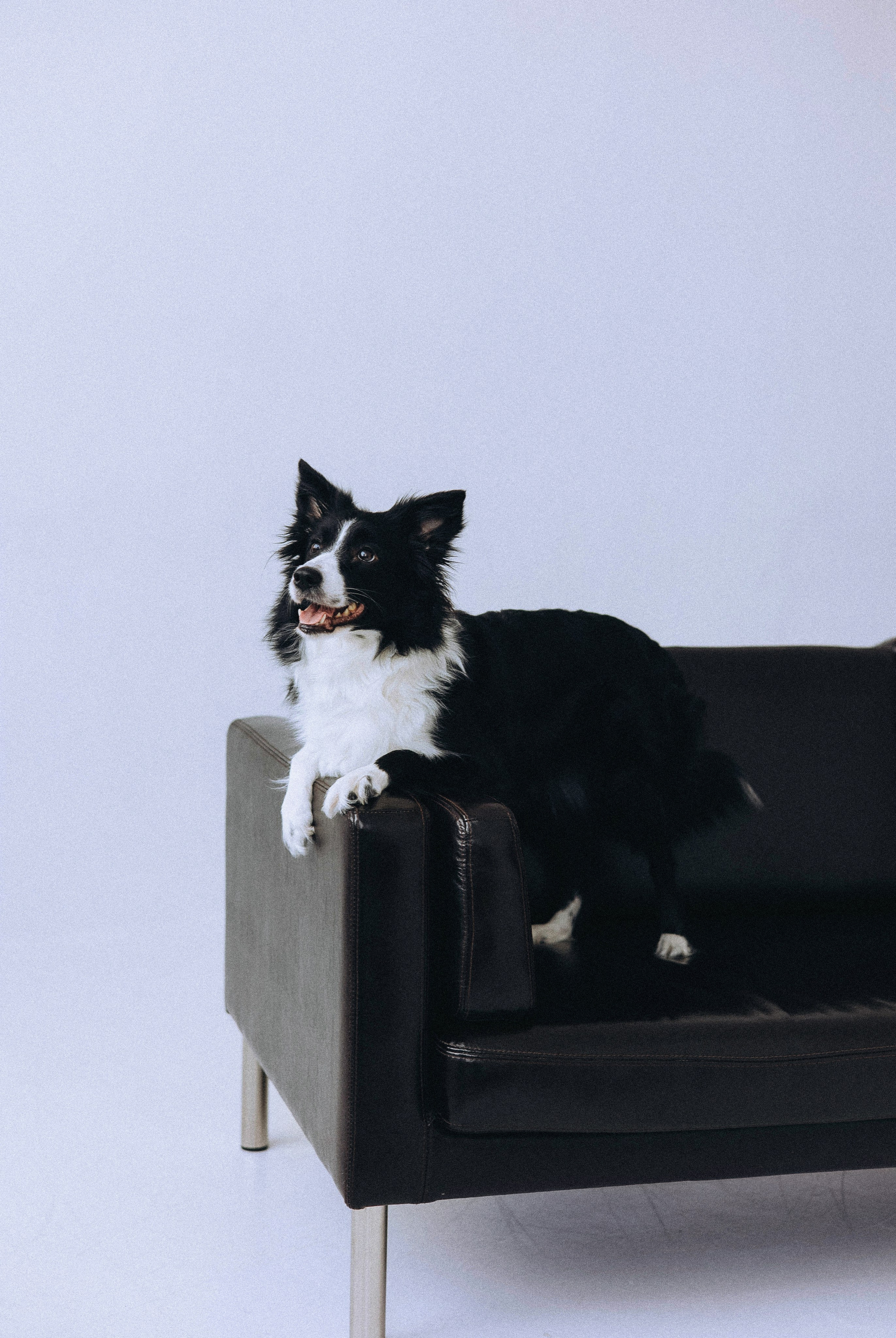 Катя и Райли. Фотограф-анималист Богданова Полина