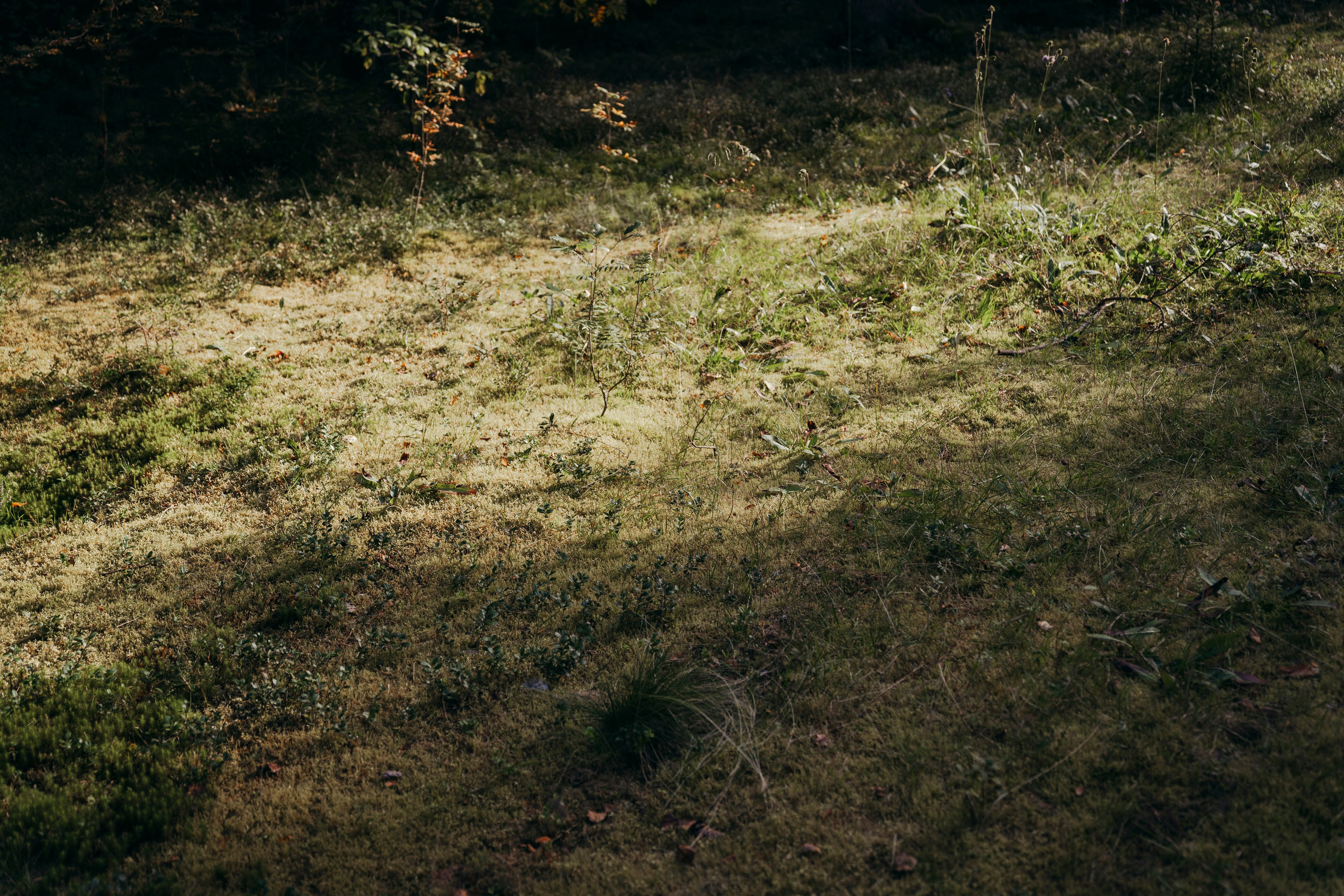 Молчановы. Многолетний проект о молодой семье. Фотограф в Москве Савкина Евгения