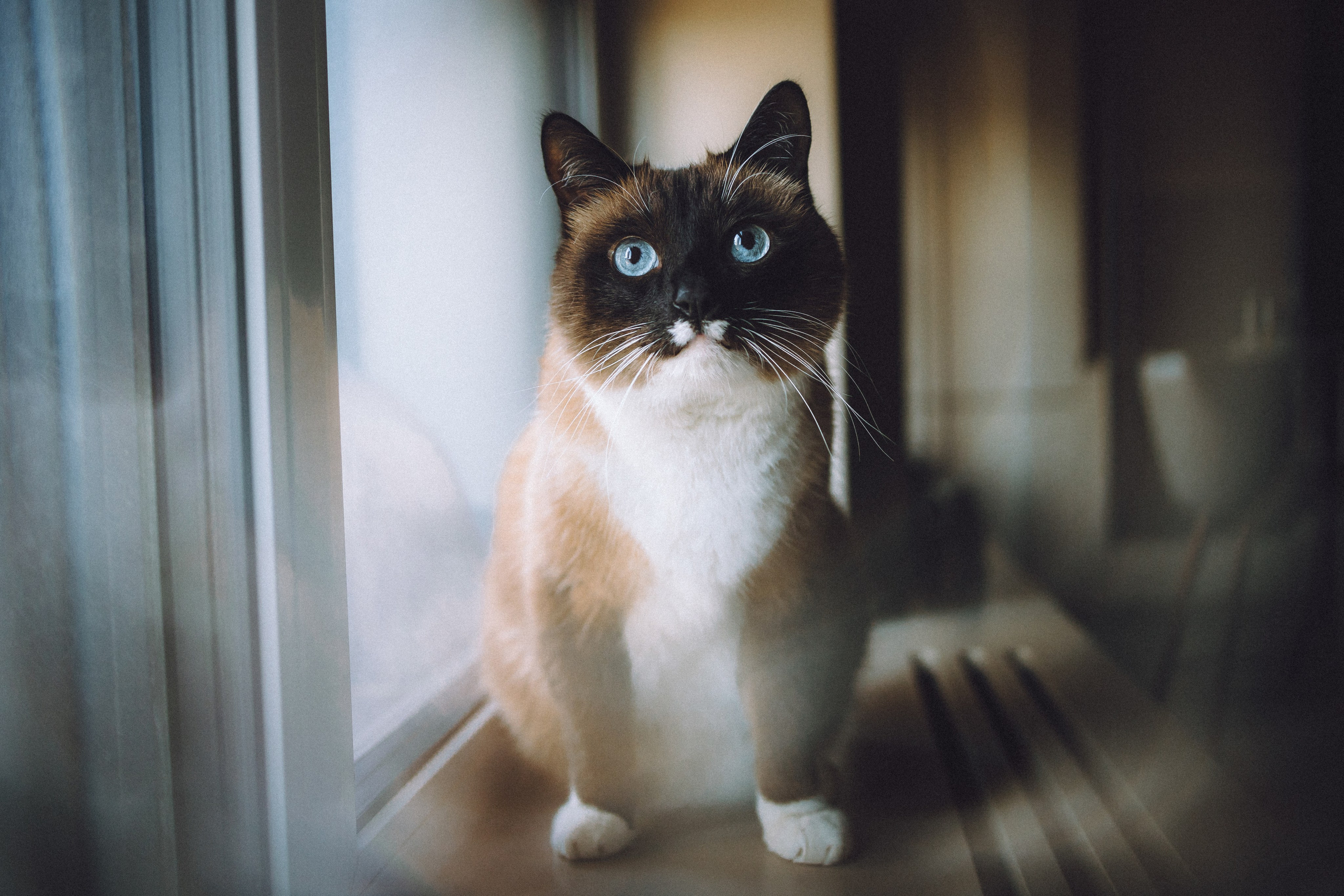 Наташа, Маруся и Зефир