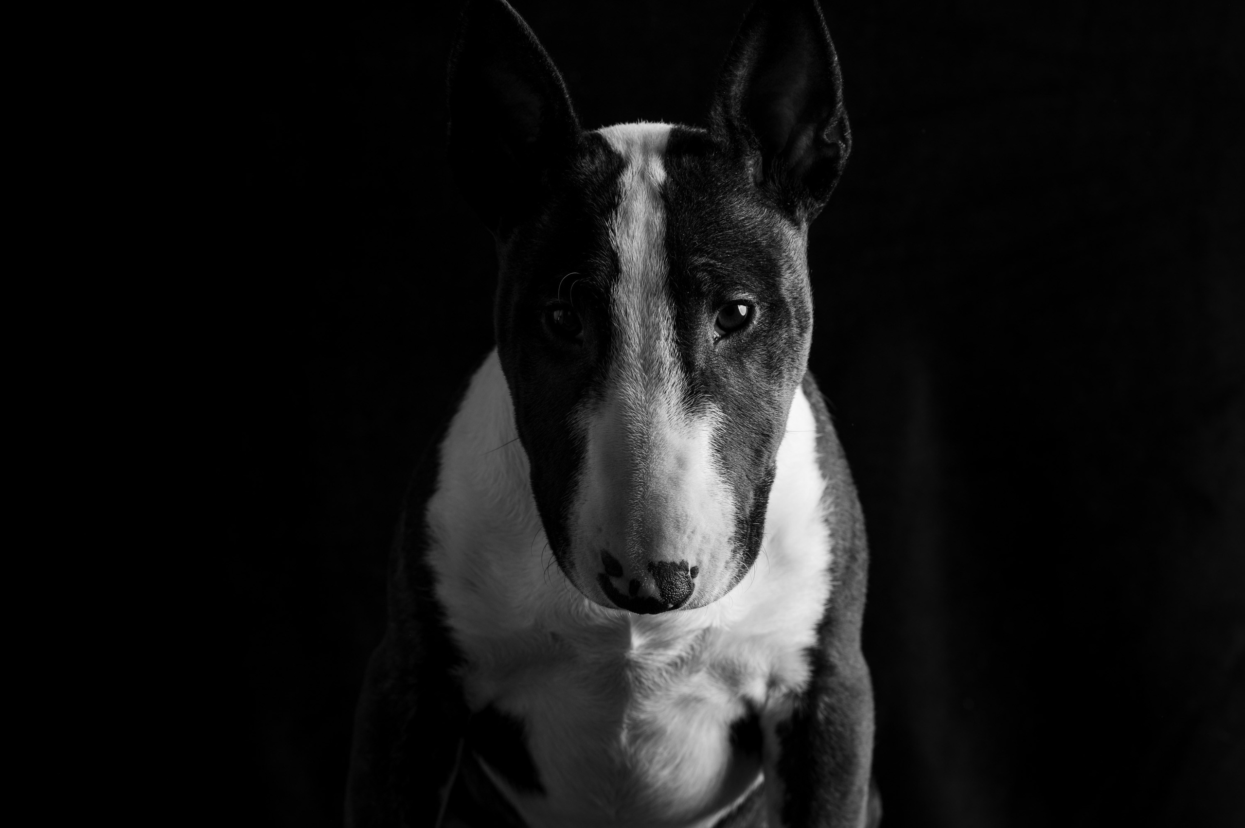 Рома | бультерьер. Alexandrovna photography