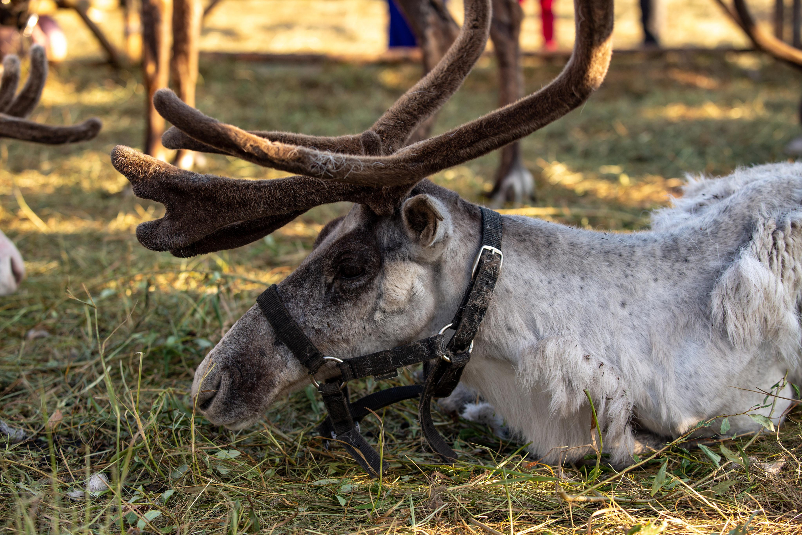 Bylinnyy Bereg 2021. Photographer Sonkina Tatiana (Tanya Ash)