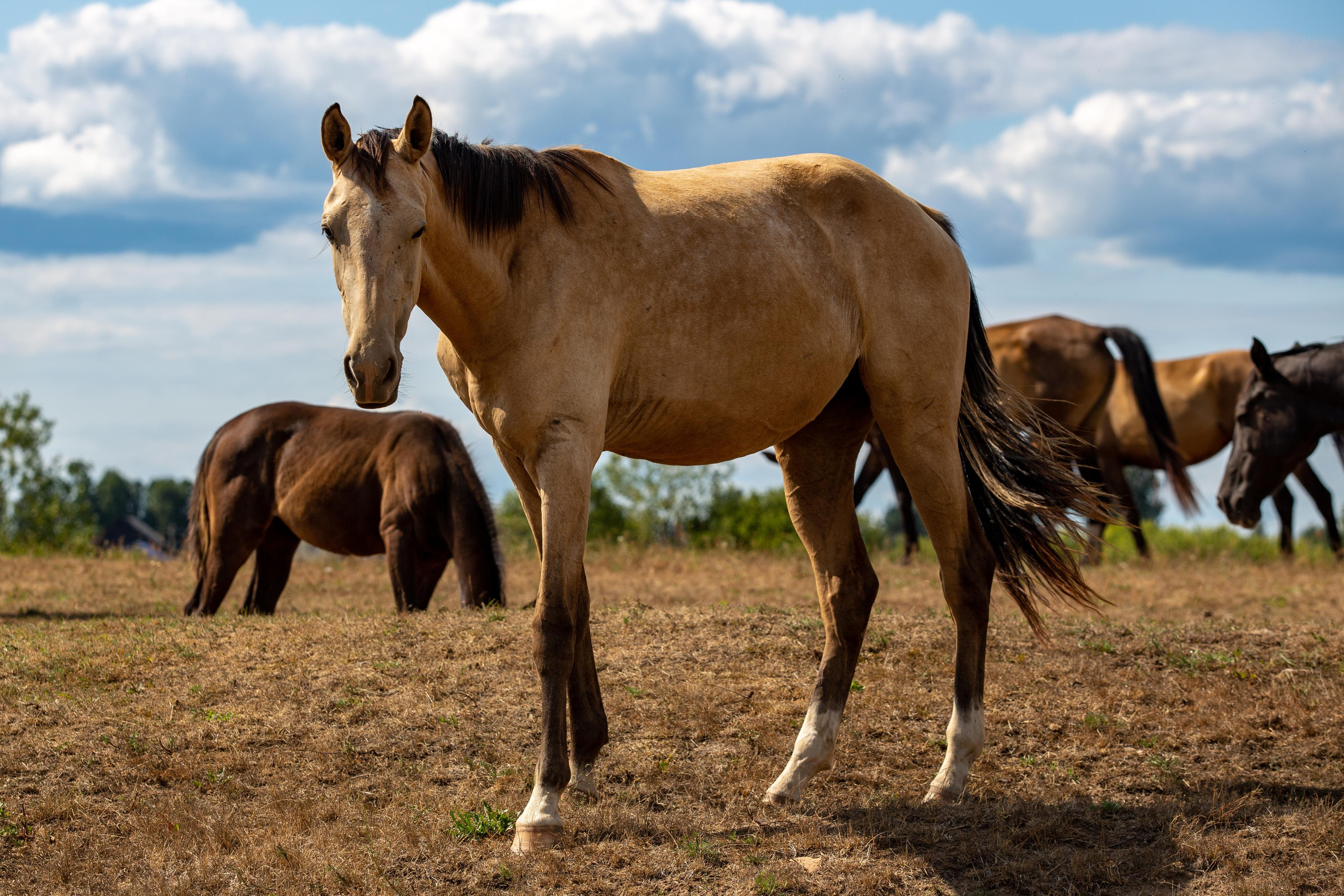Д. Топорок. Photographer Sonkina Tatiana (Tanya Ash)