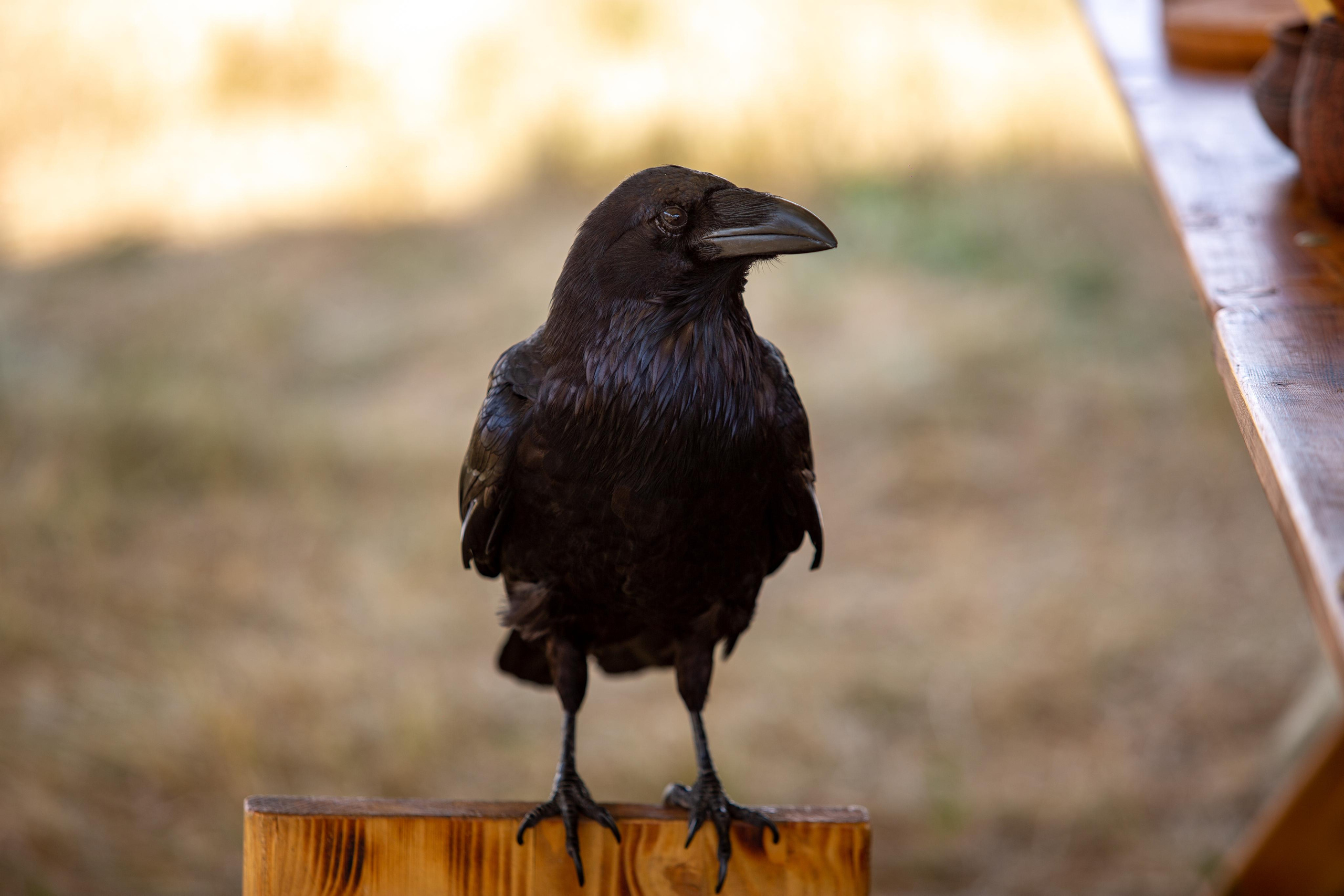 Bylinnyy Bereg 2021. Photographer Sonkina Tatiana (Tanya Ash)