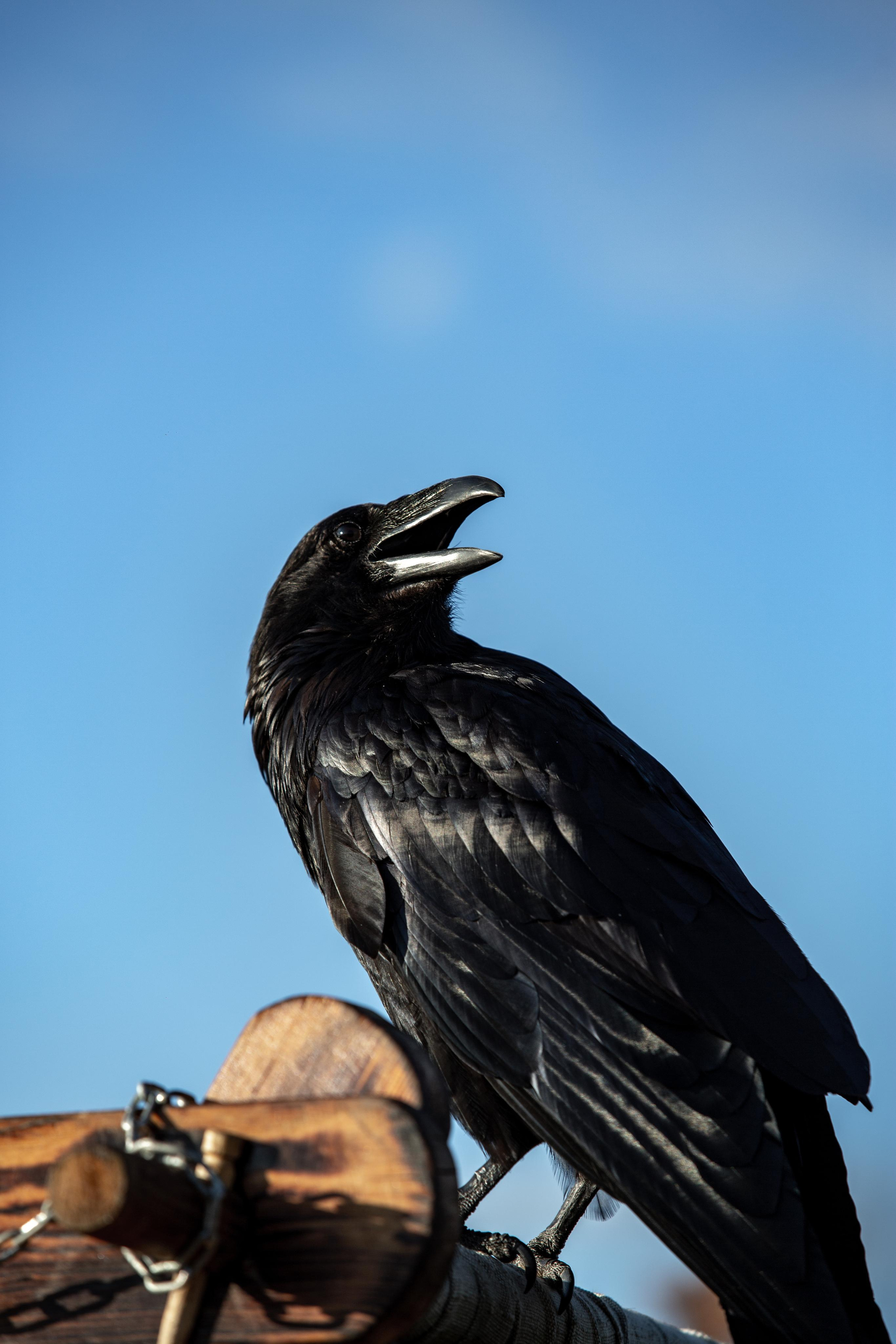 Bylinnyy Bereg 2021. Photographer Sonkina Tatiana (Tanya Ash)