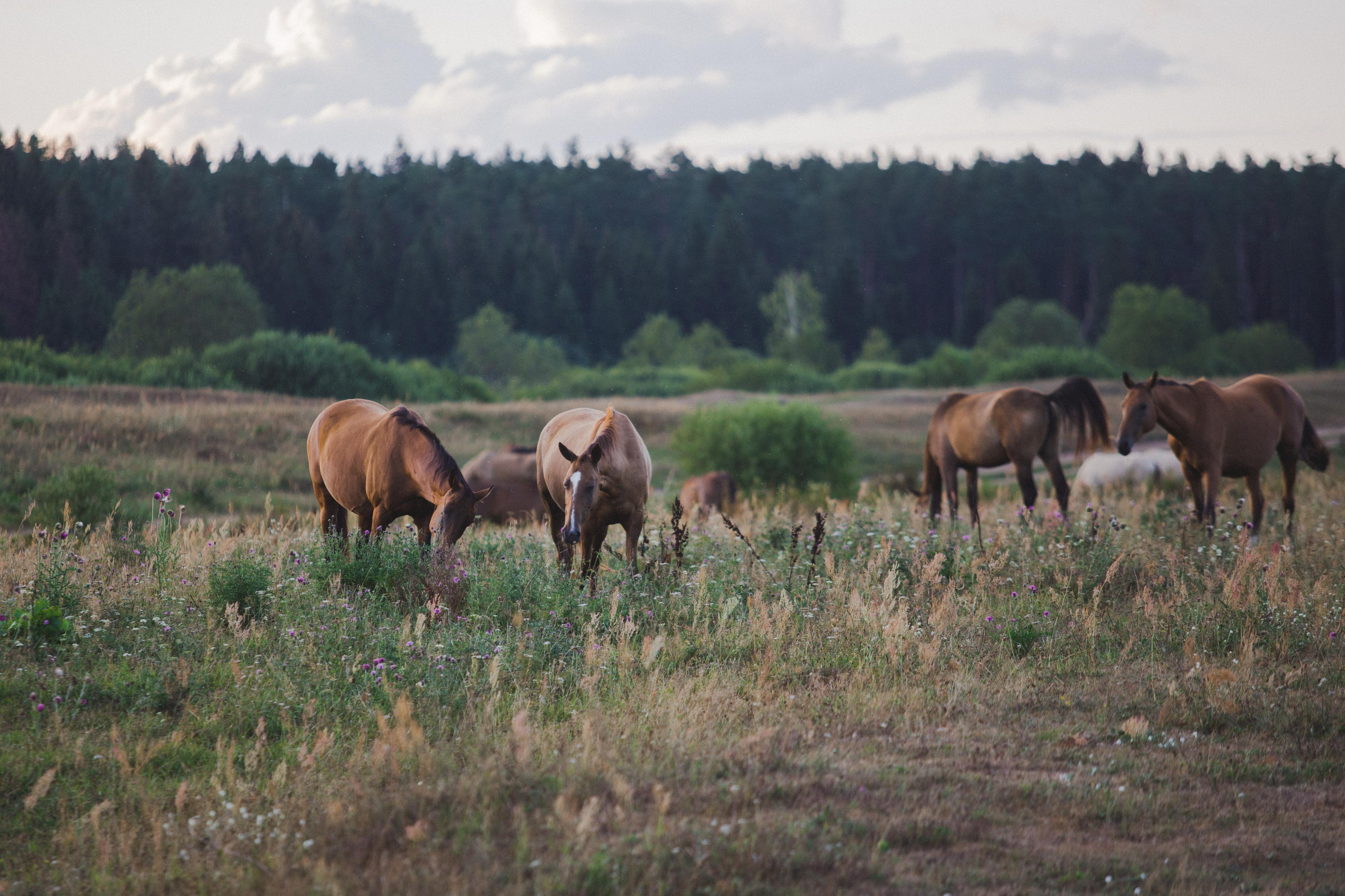 Д. Топорок. Photographer Sonkina Tatiana (Tanya Ash)