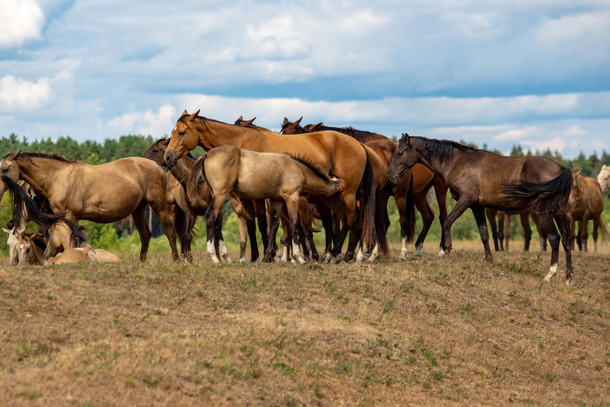 Д. Топорок. Photographer Sonkina Tatiana (Tanya Ash)