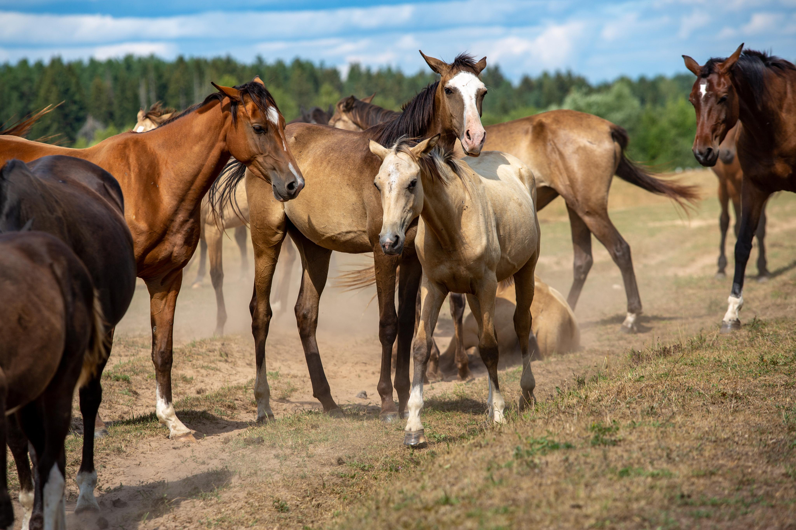 Д. Топорок. Photographer Sonkina Tatiana (Tanya Ash)