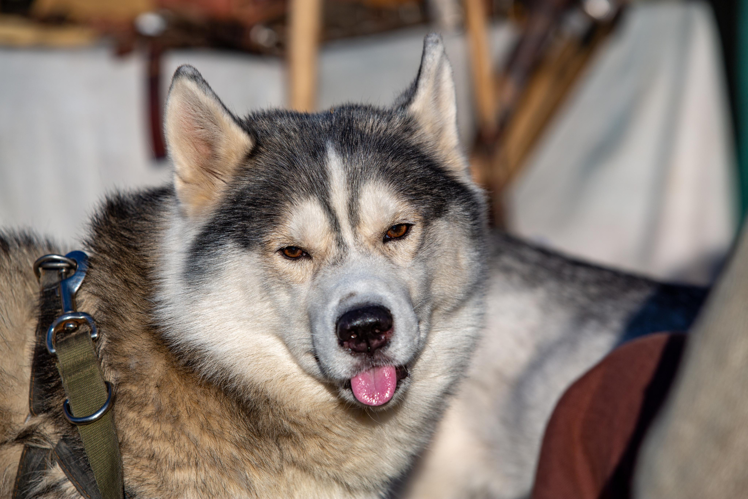 Bylinnyy Bereg 2021. Photographer Sonkina Tatiana (Tanya Ash)