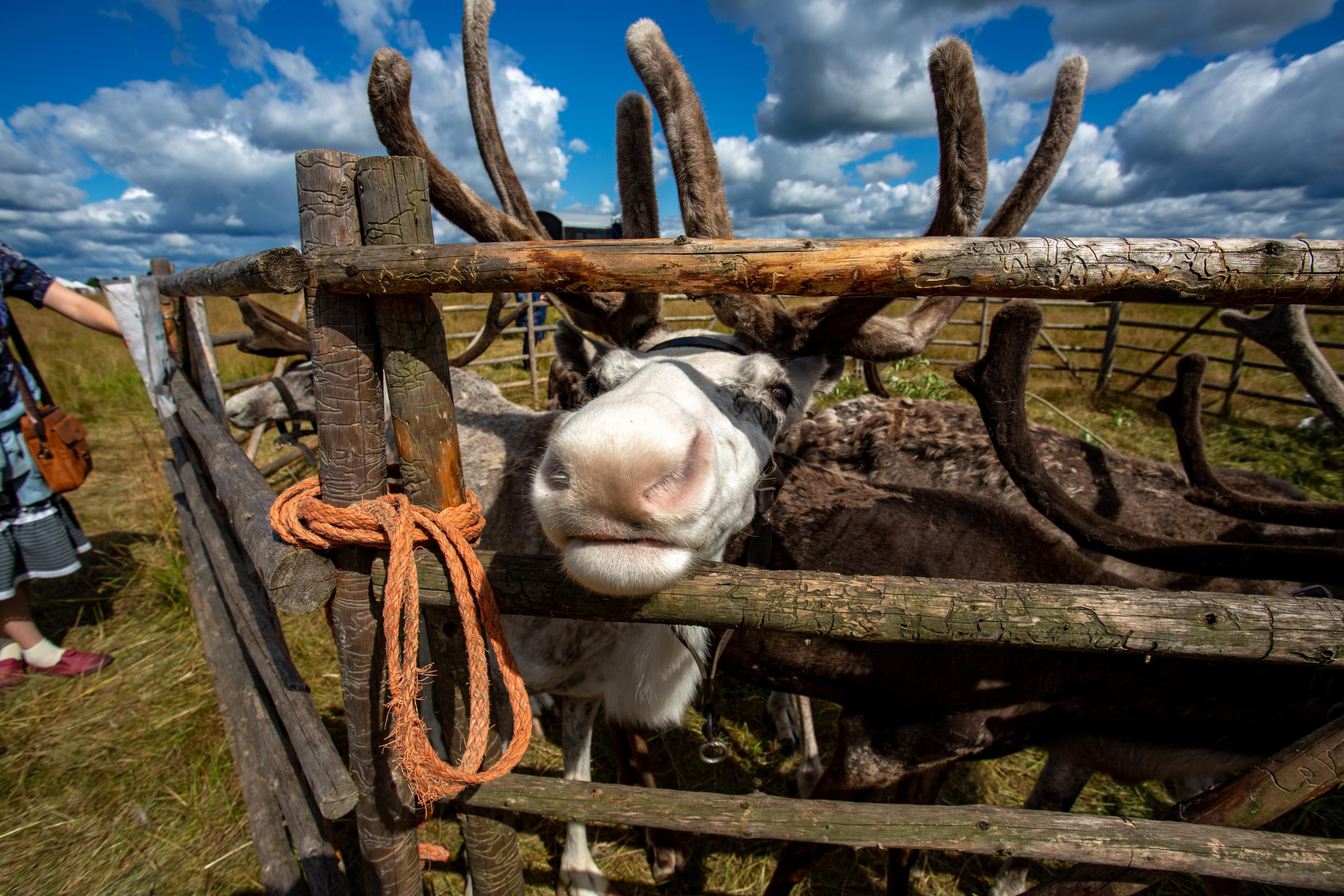 Bylinnyy Bereg 2021. Photographer Sonkina Tatiana (Tanya Ash)