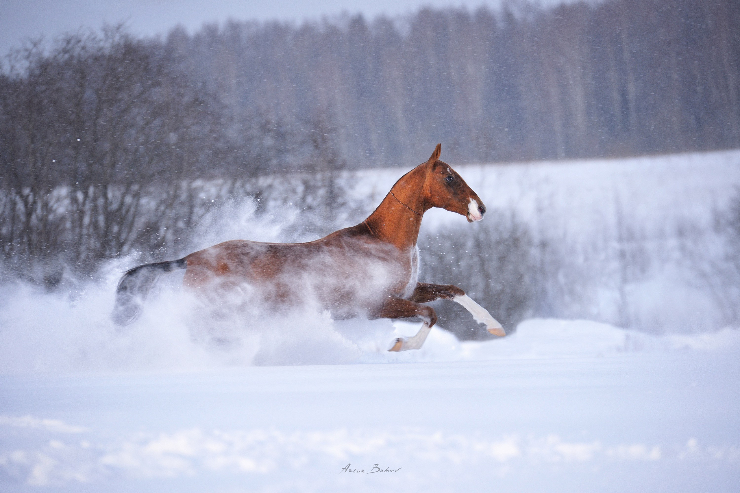 Gallery. Art photos of horses — ARTUR BABOEV | Photographer