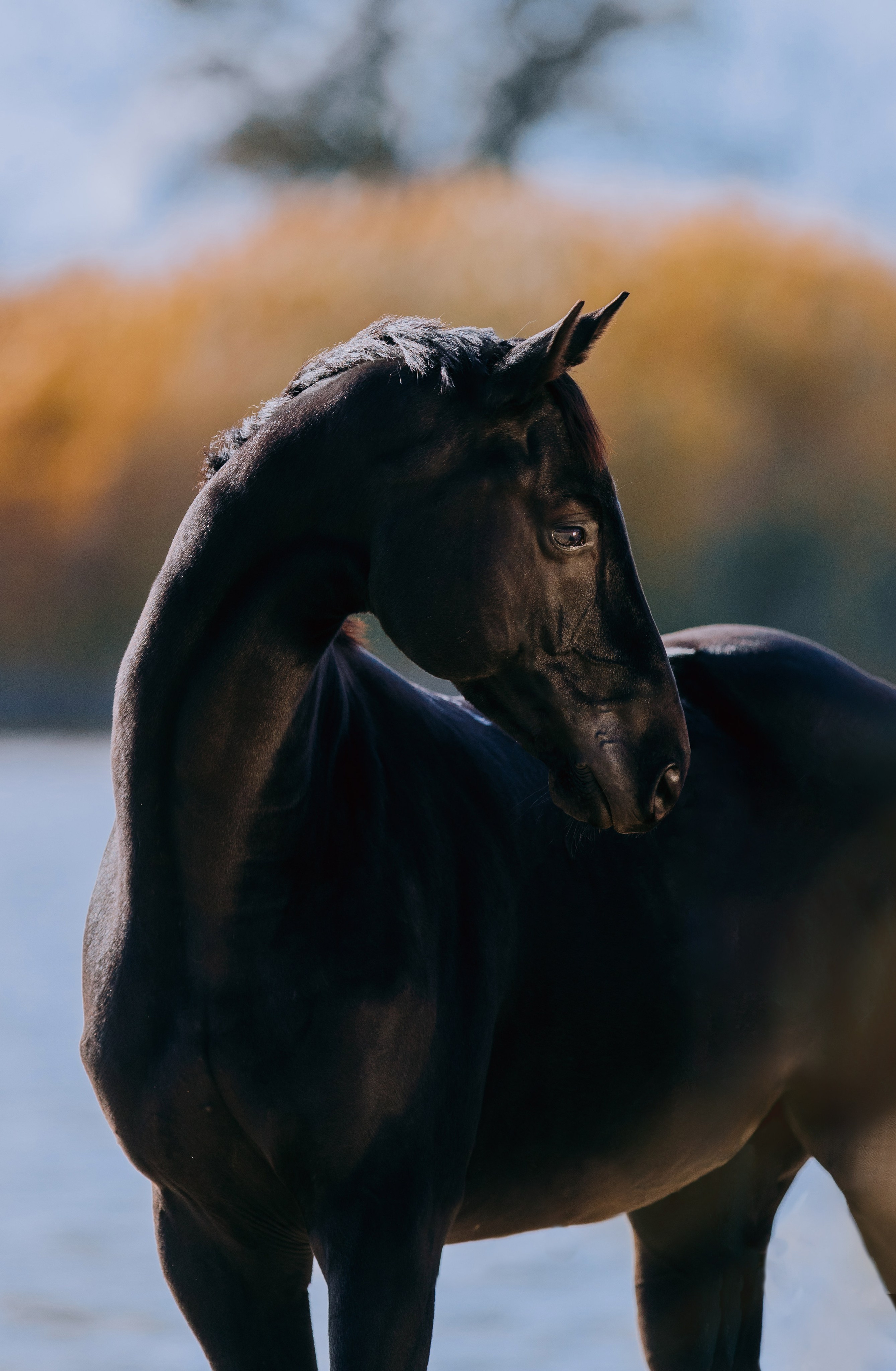 На природе. Фотограф-анималист Ксендзова Кристина