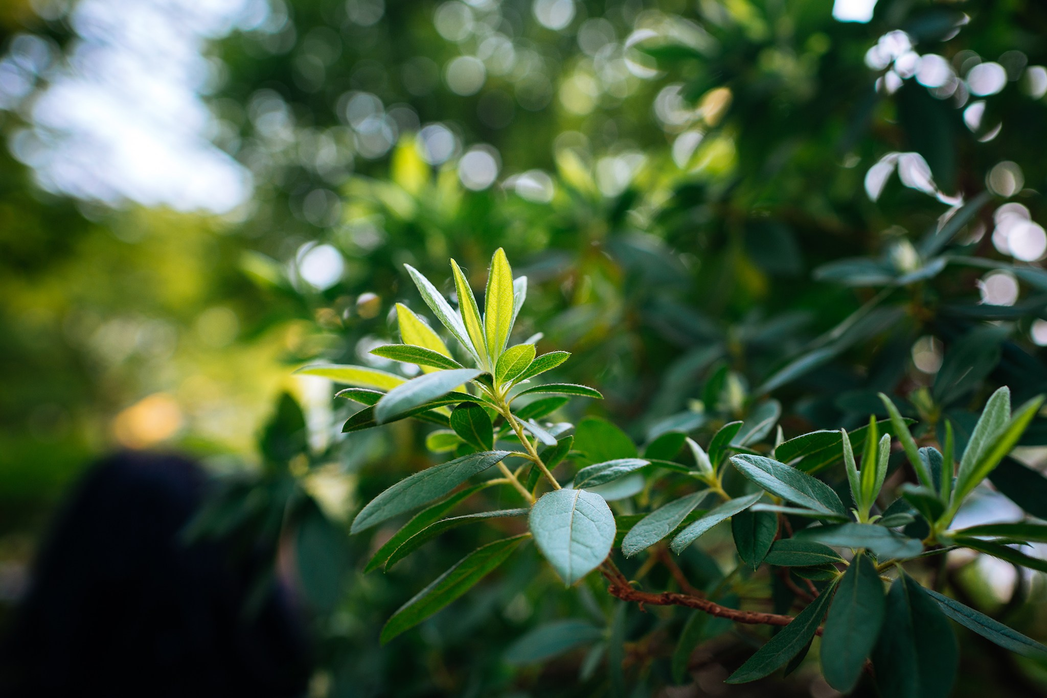 Ботанический сад. Субтропический маршрут. Март 26. Репортажный фотограф в Санкт-Петербурге Анастасия Клёпова