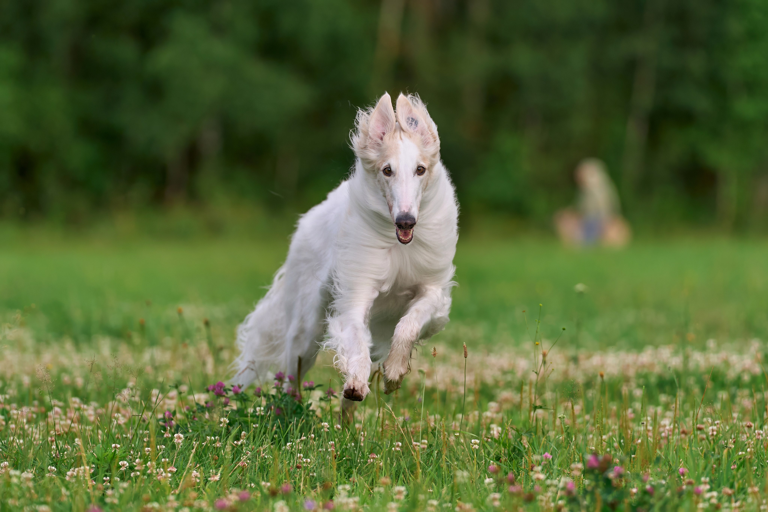 Тренировка по курсингу в Донино. Фотограф-анималист Михаил Манухин