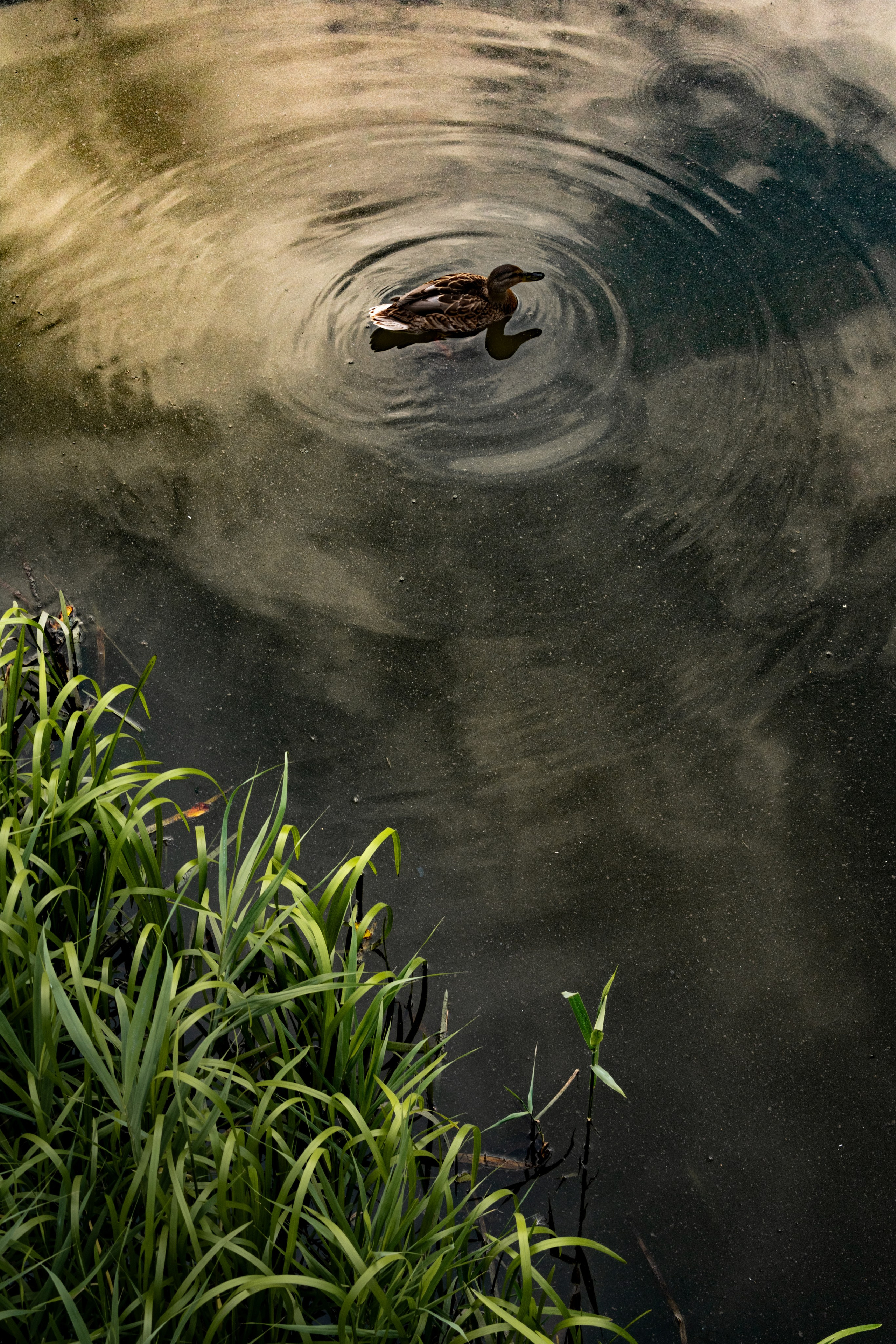 Фотограф/видеограф Богдан Голованов