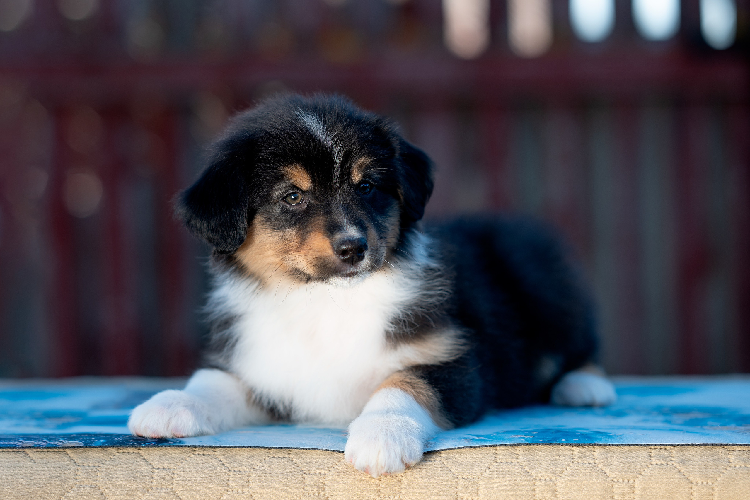 Заводчик Влада Эльман. Творческий фотограф Вологда