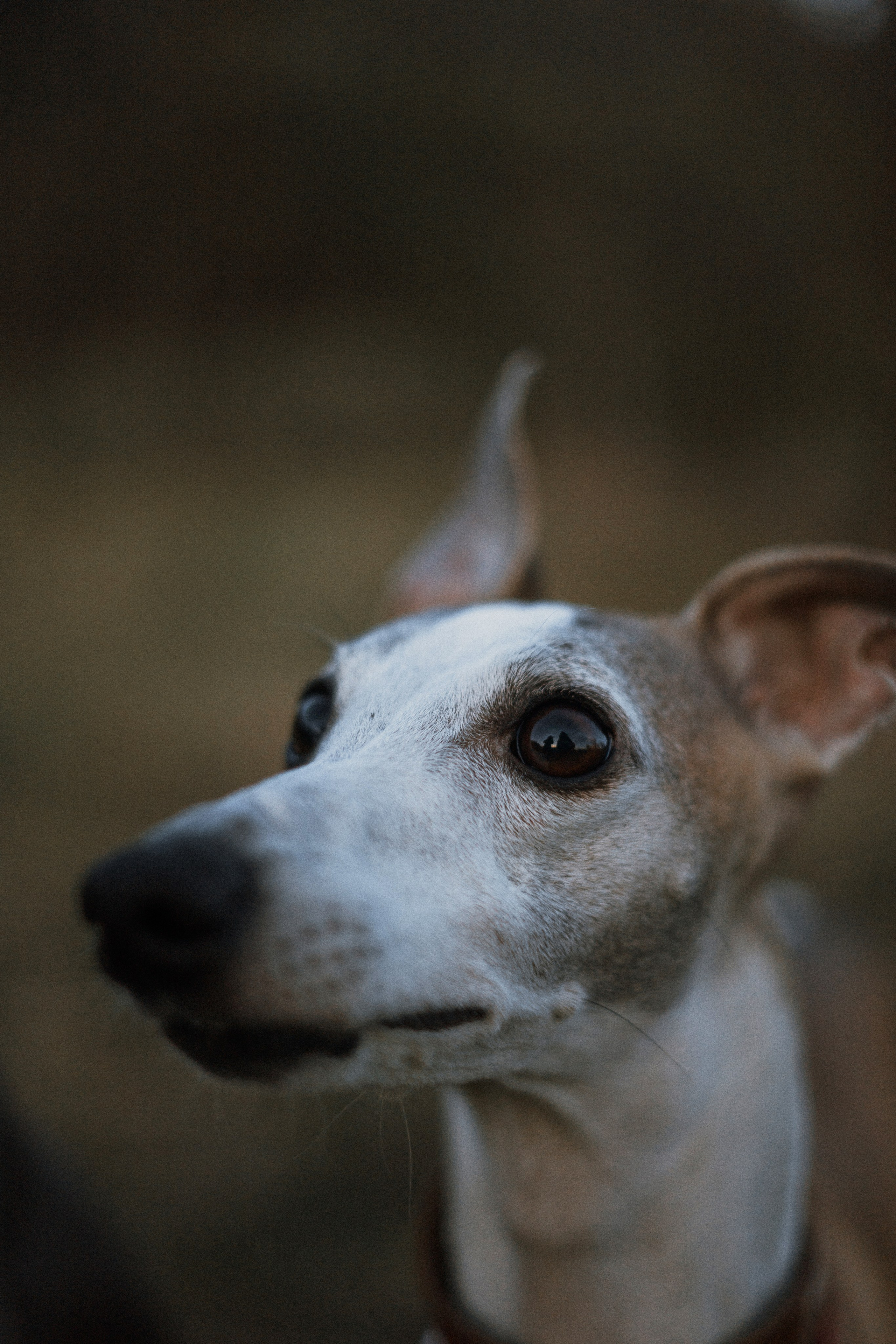 Вика, Джем и Белла. Фотограф-анималист Богданова Полина