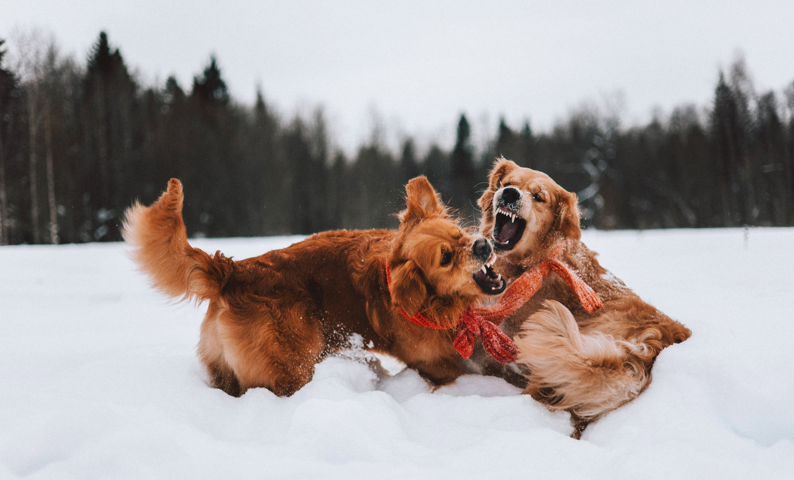 Саша, Юля, Грэй и Джой. Фотограф-анималист Богданова Полина