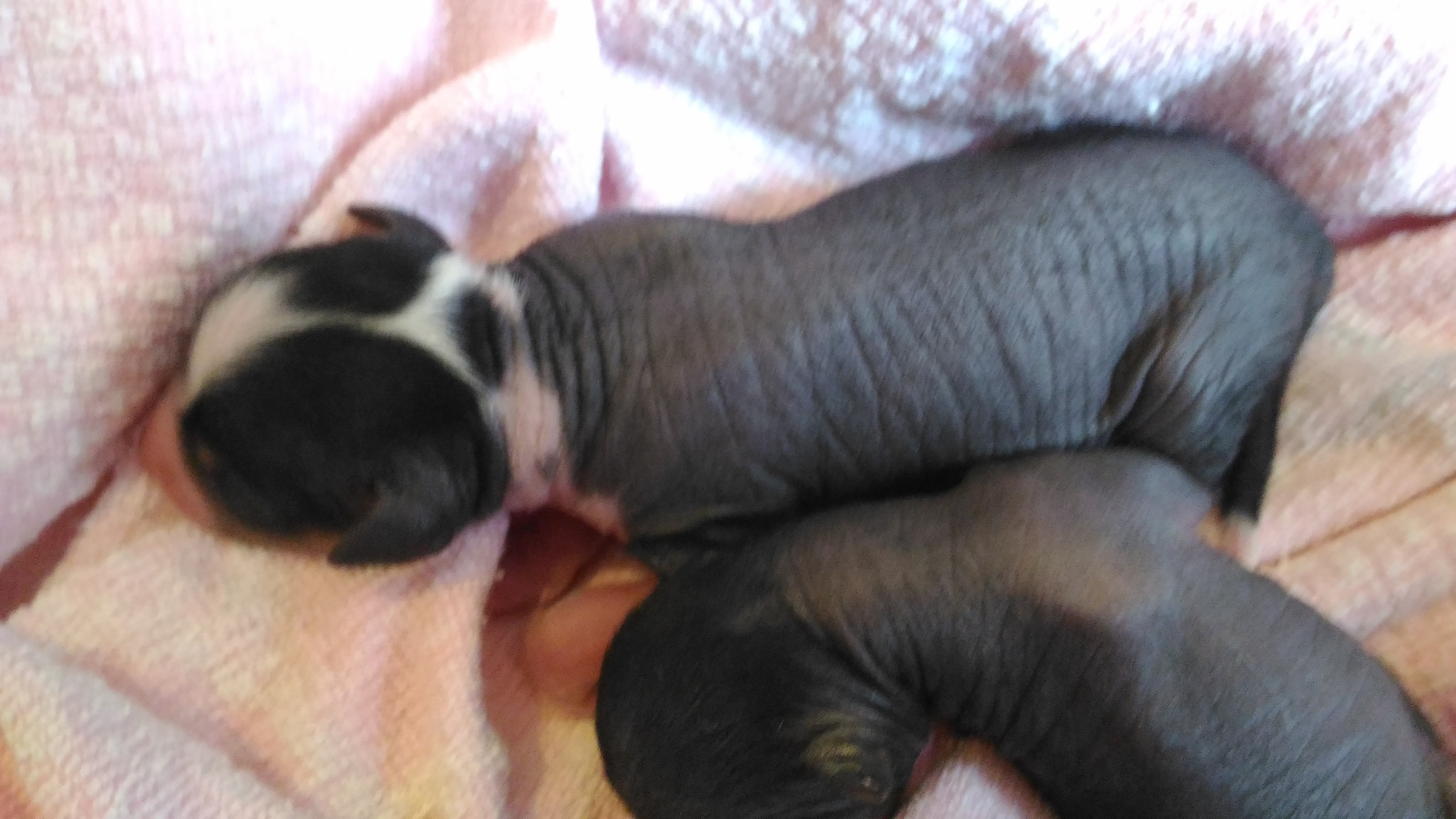 Litter А | 04/10/2016. Chinese Crested Dog Kennel Poale Ell