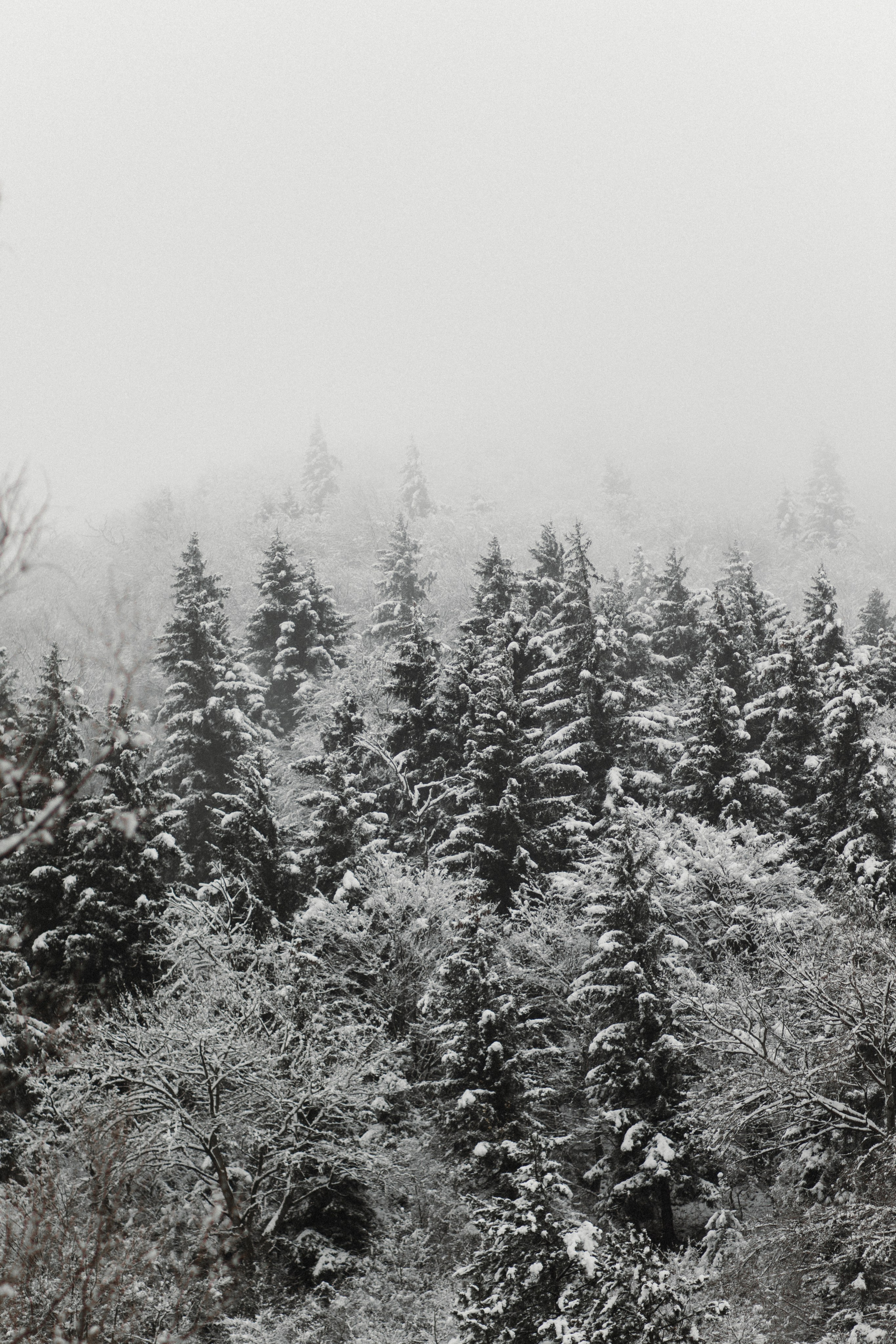 Winter in Bakuriani. Anastasia Blud Photography