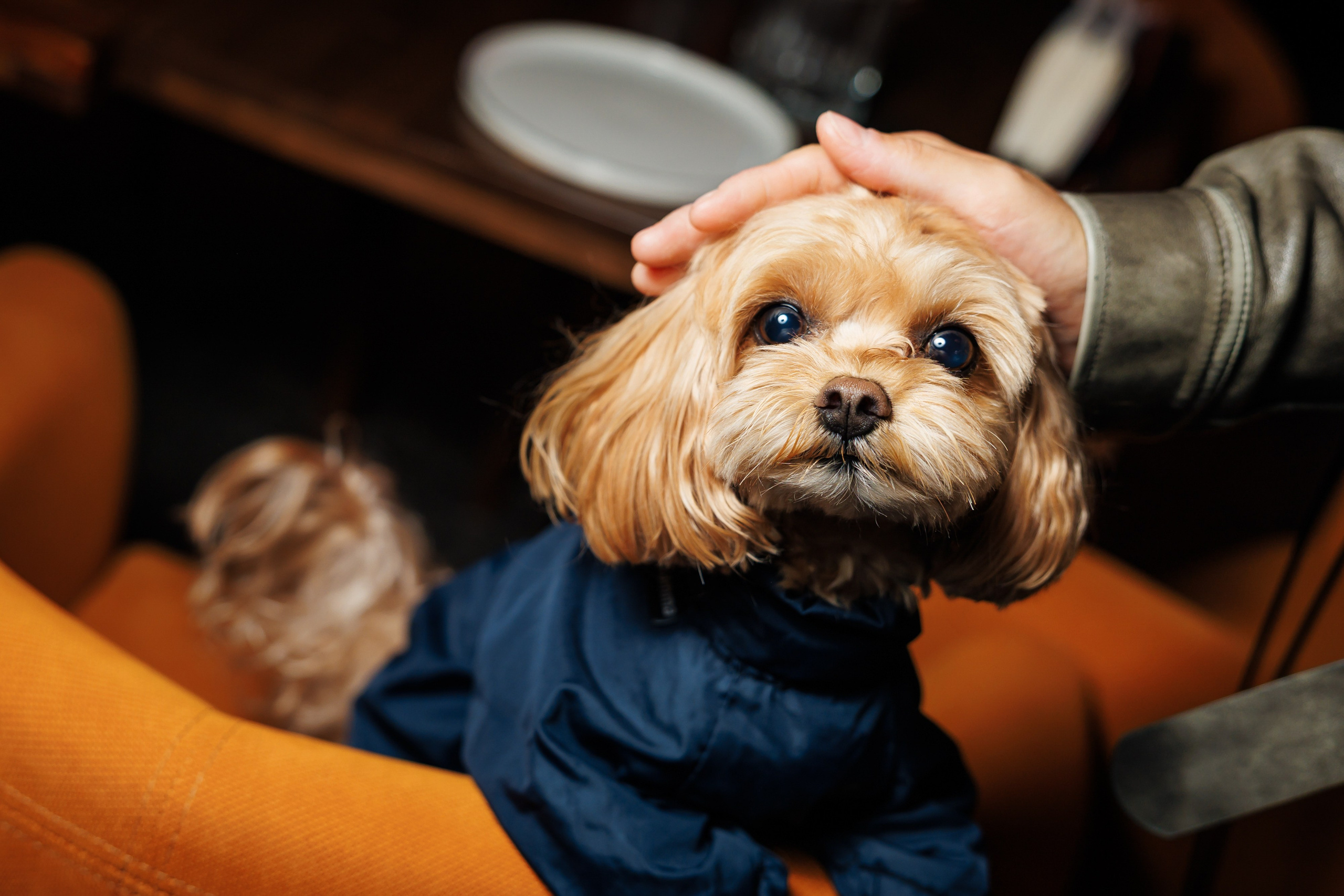 Events. Событийный и портретный фотограф в Москве — Адам Черноуски