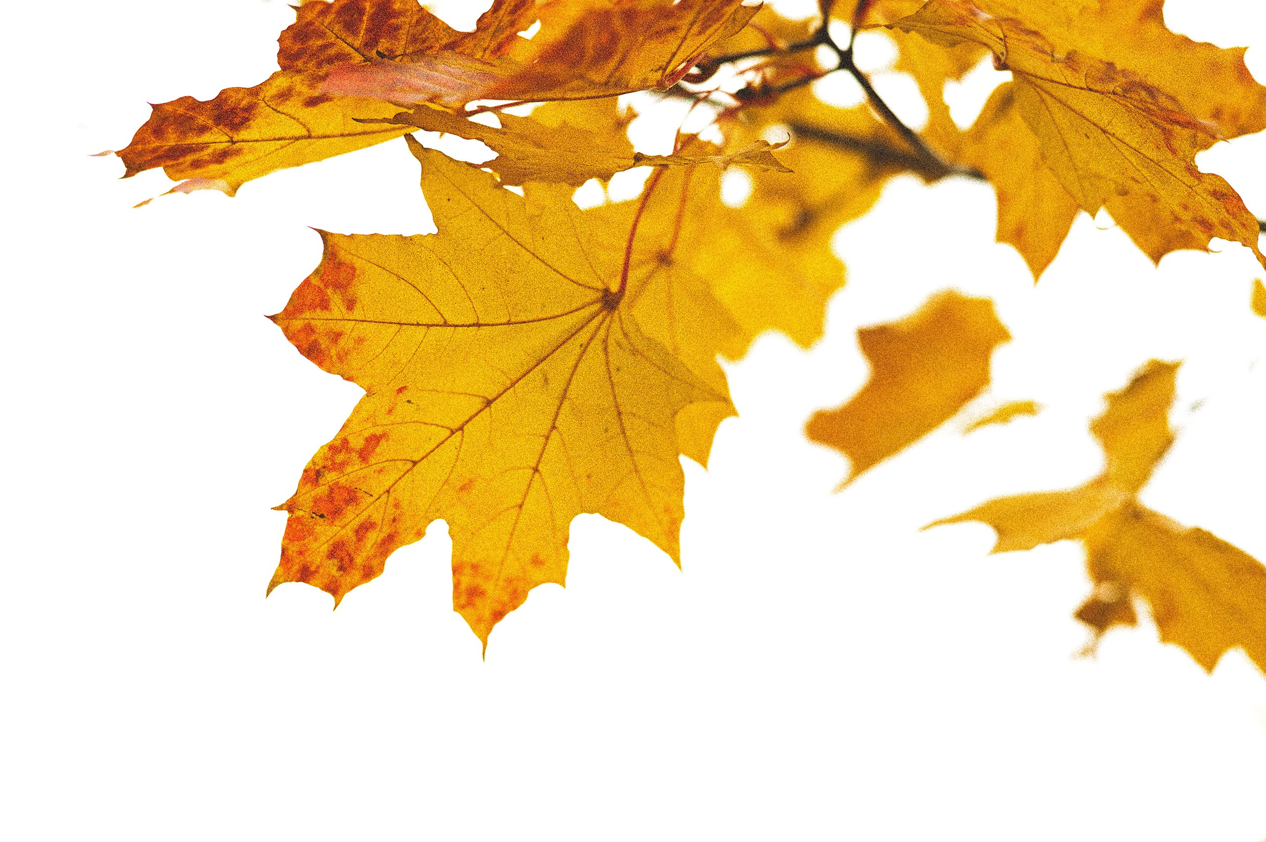 Аня. Соборная горка. Женский фотограф в Череповце Даша Акулич