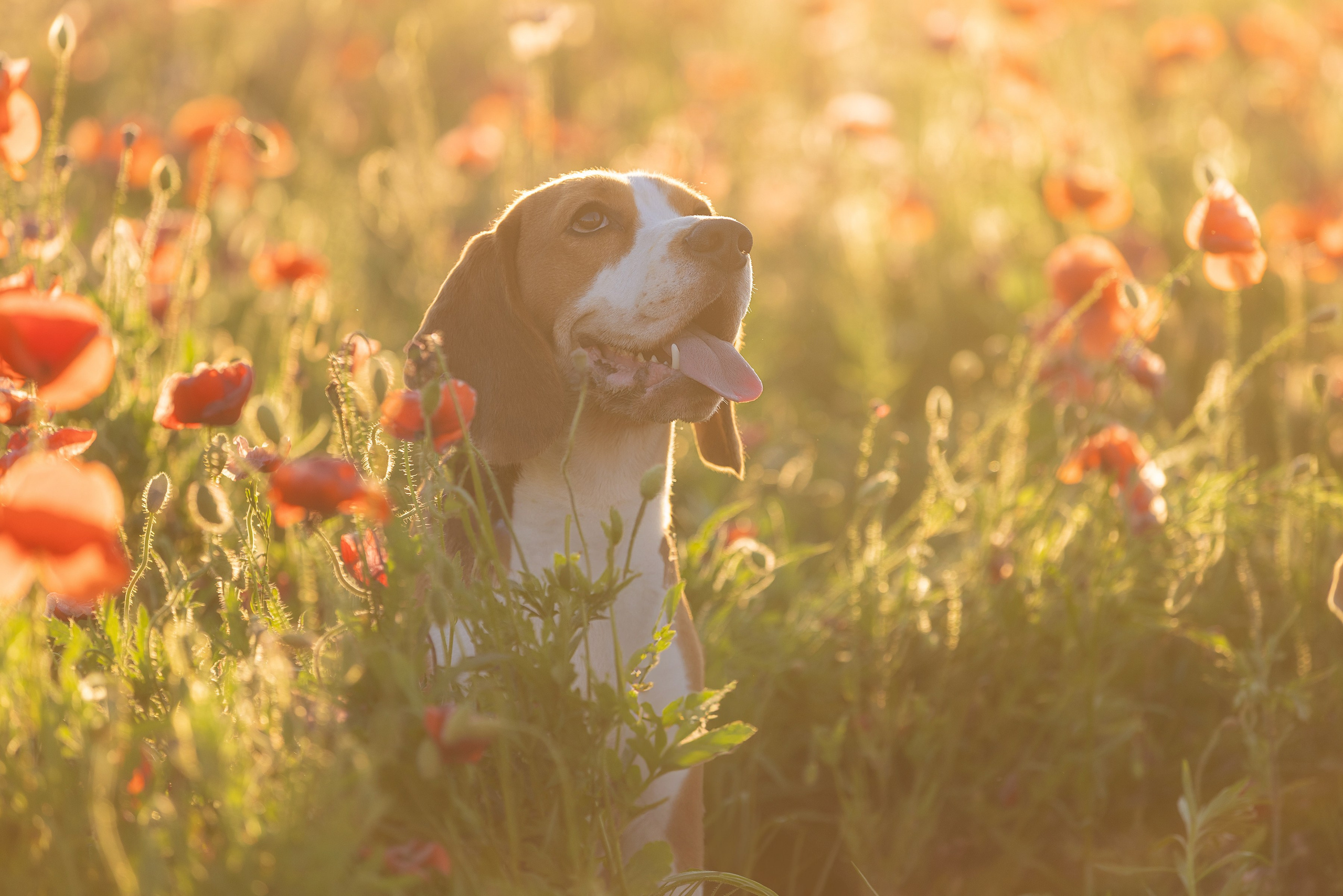 Собаки и не только. Фотограф Алена Звездина
