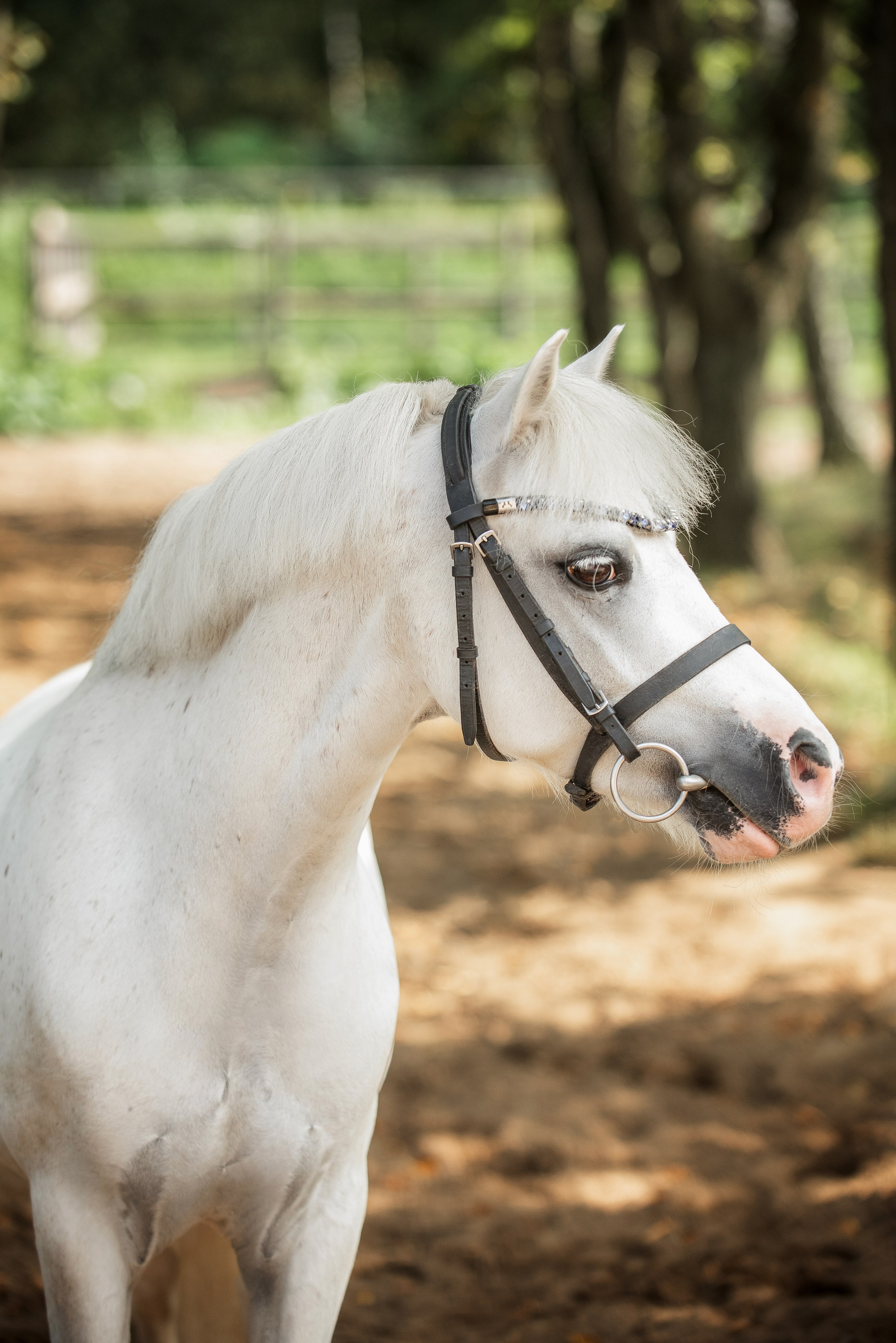 Тренеры и кони КСК «АЛМАЗОВО». Конный фотограф Куракина Дарья • Фотосессии с лошадьми