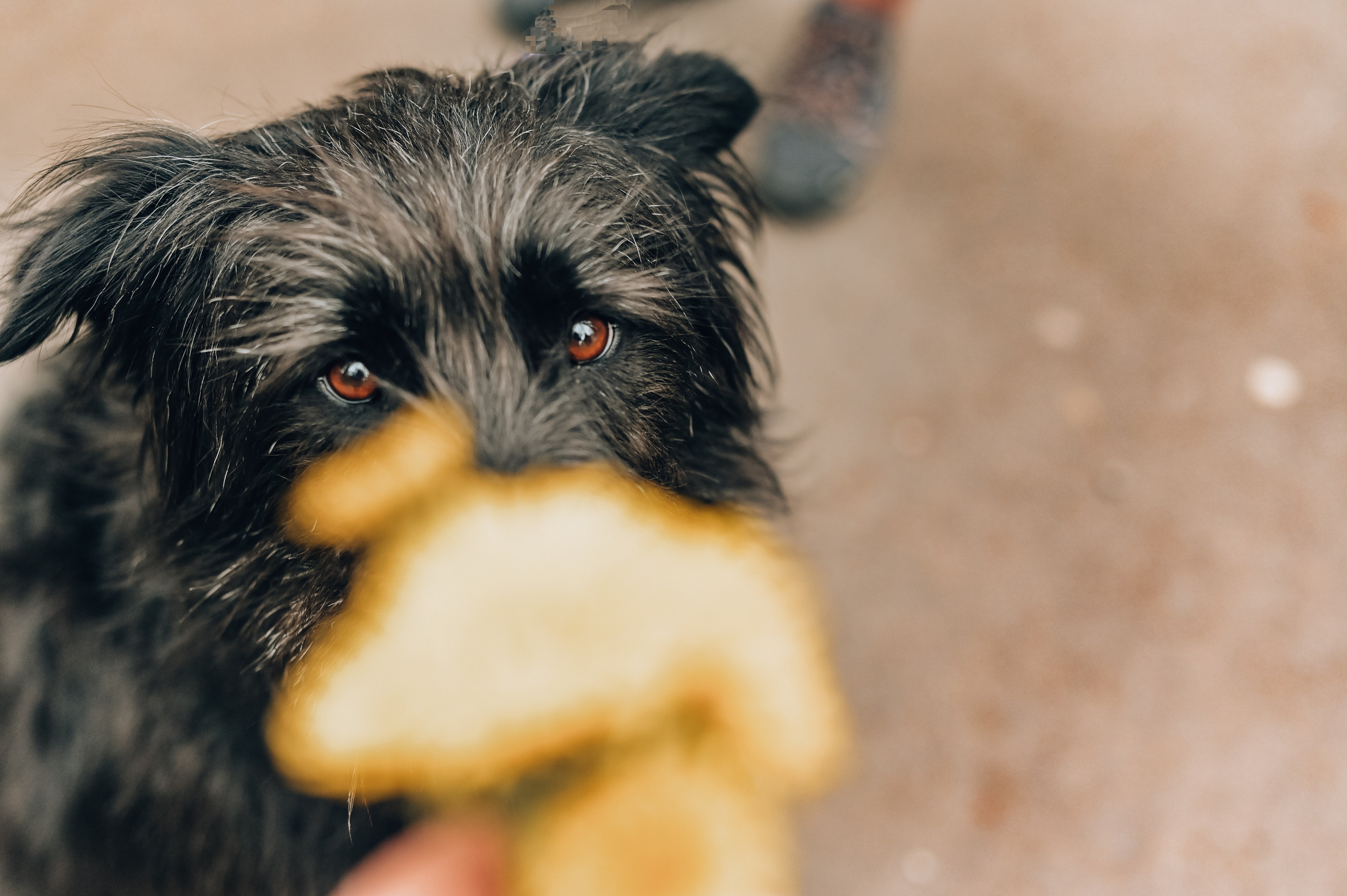 Занятие с кинологом. Семейный и репортажный фотограф в Москве Анастасия Трубкина