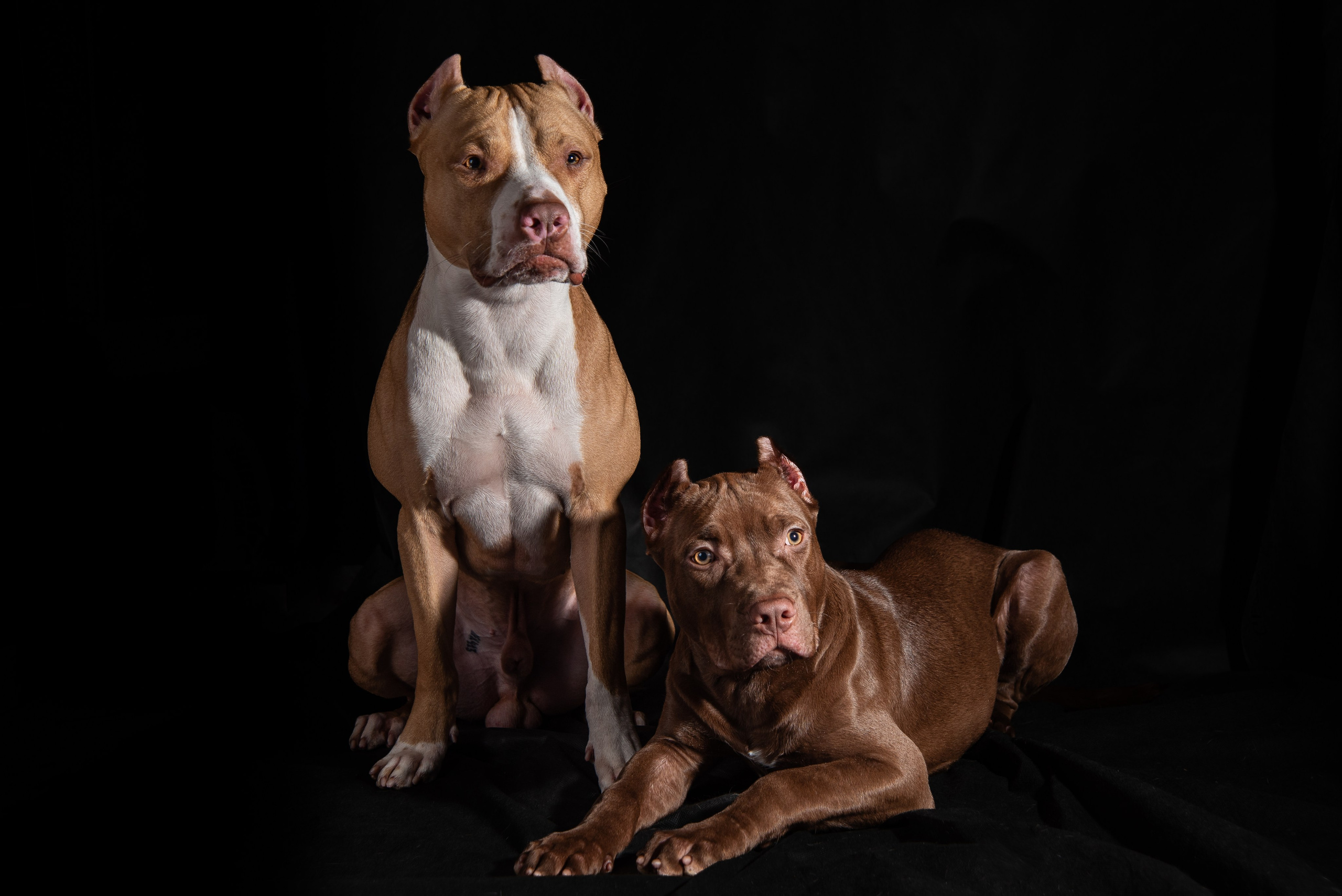 Фотосессия собак на чёрном фоне. Фотограф Макс Огурцов в Нижнем Новгороде