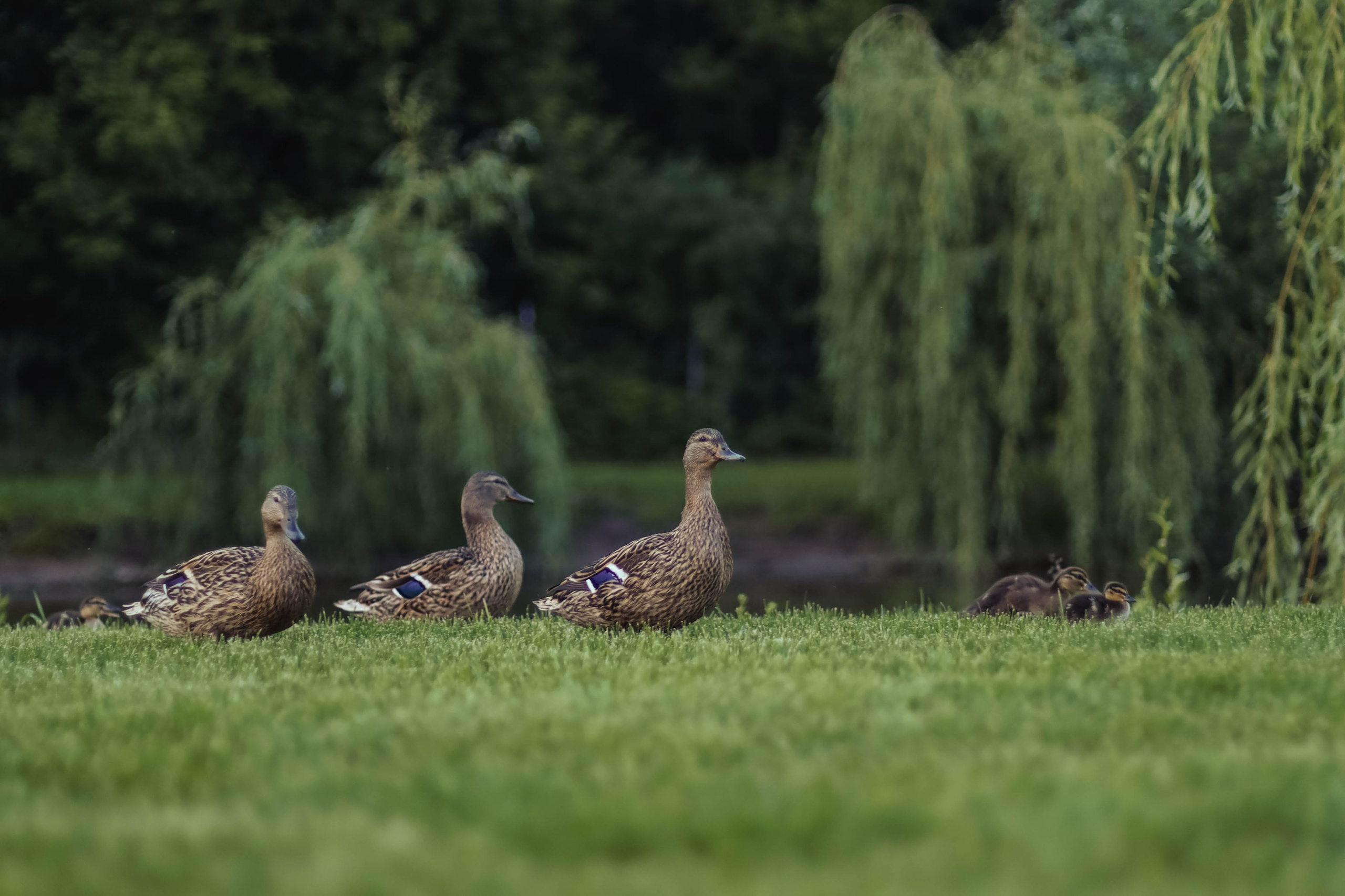 A & M. Семейный, детский, свадебный фотограф в Москве, Люберцах
