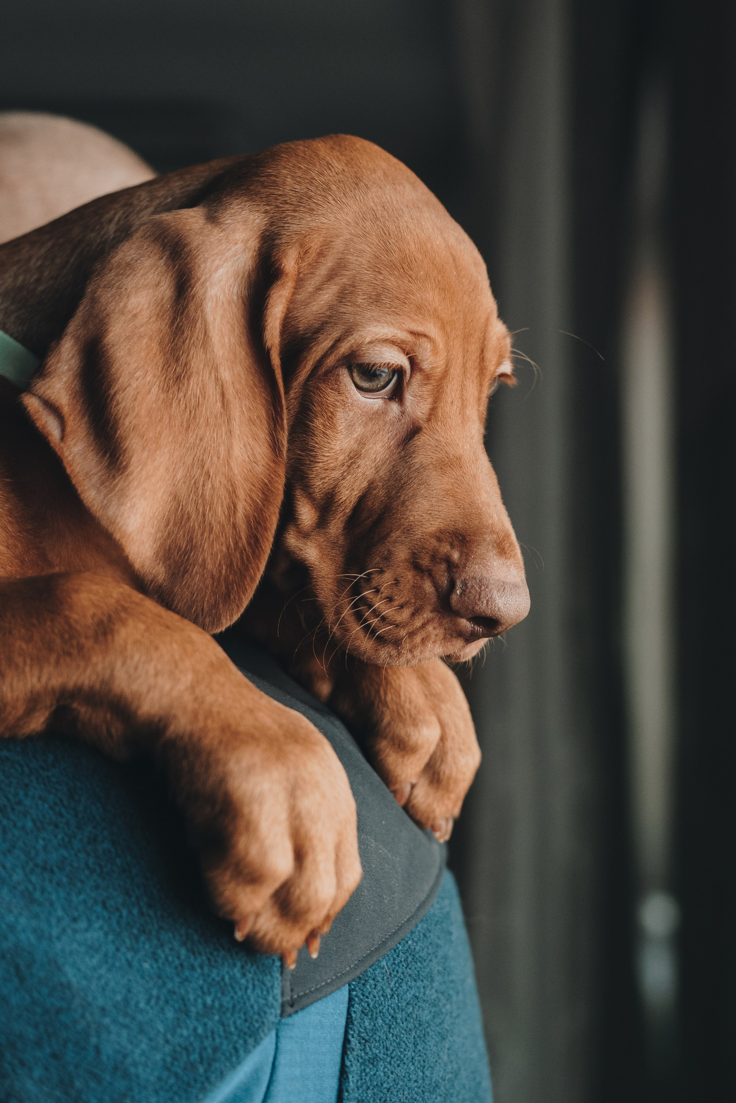 Hungarian Vizsla. Natalia Finch Photography — Family, Kids & Pet Photographer in Chicago, IL