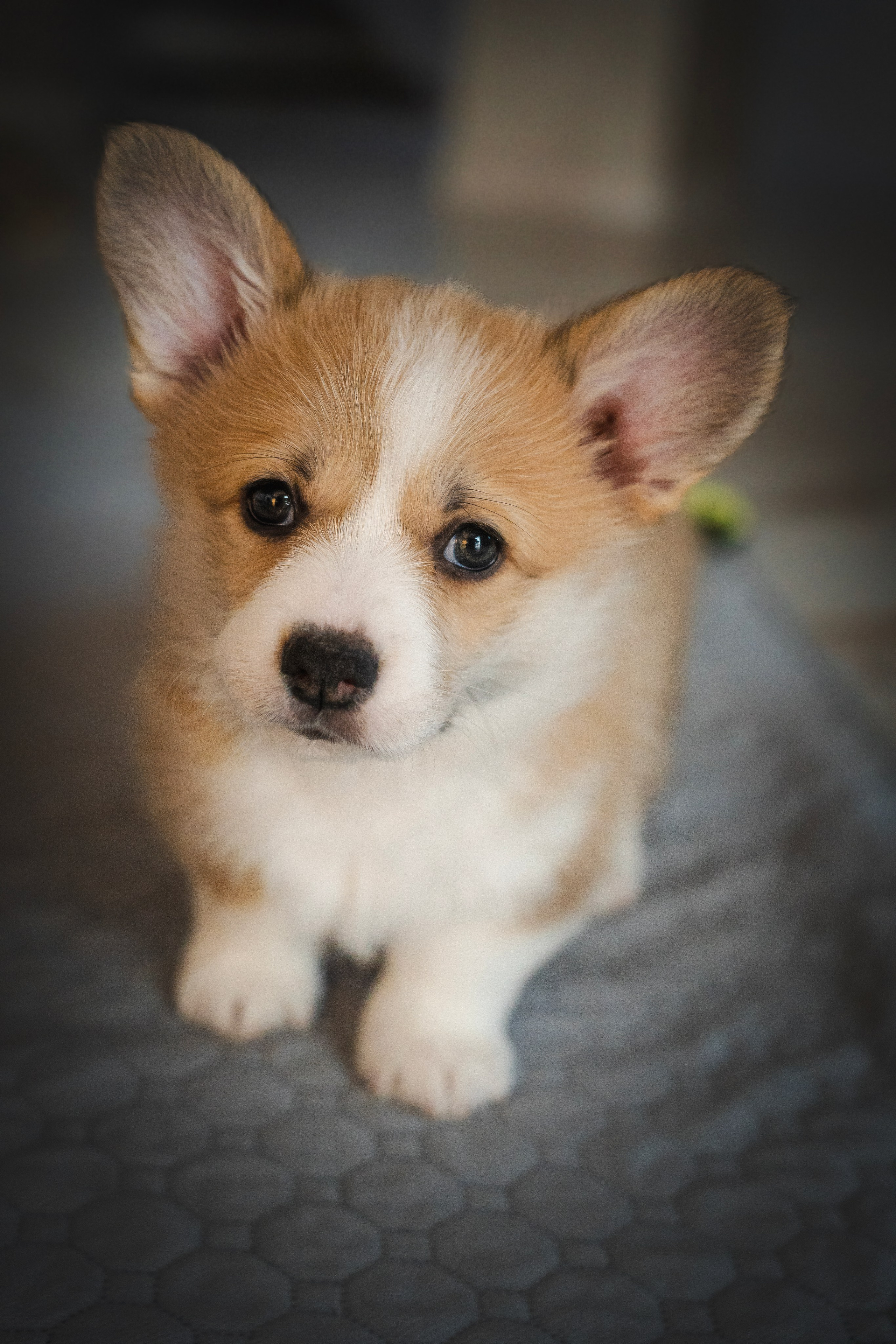 Щенки. Семейный фотограф анималист г. Находка
