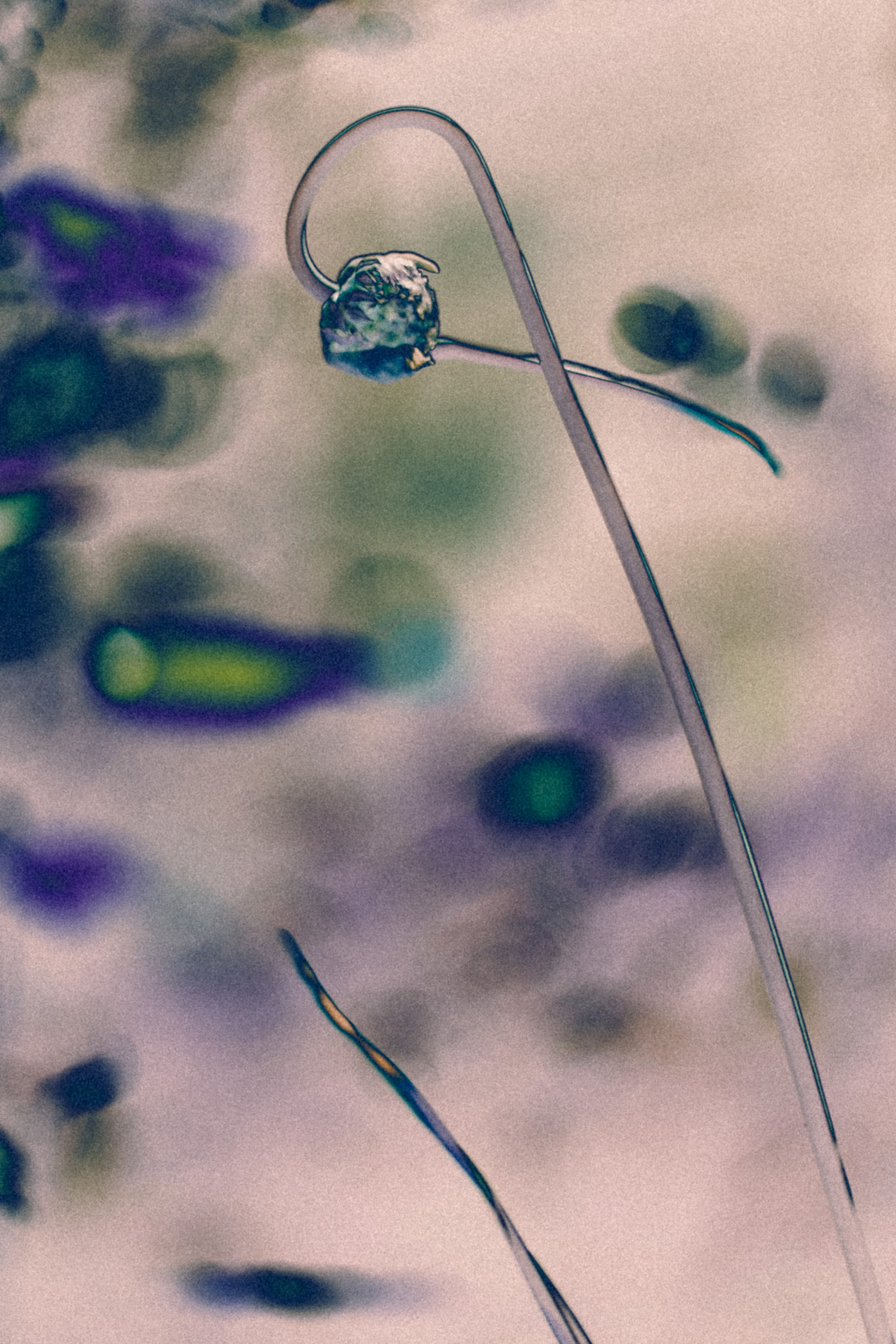 NON-EXISTENT FLOWERS. Фотограф Евгений Чащихин RGB АРХИТЕКТОР в Перми