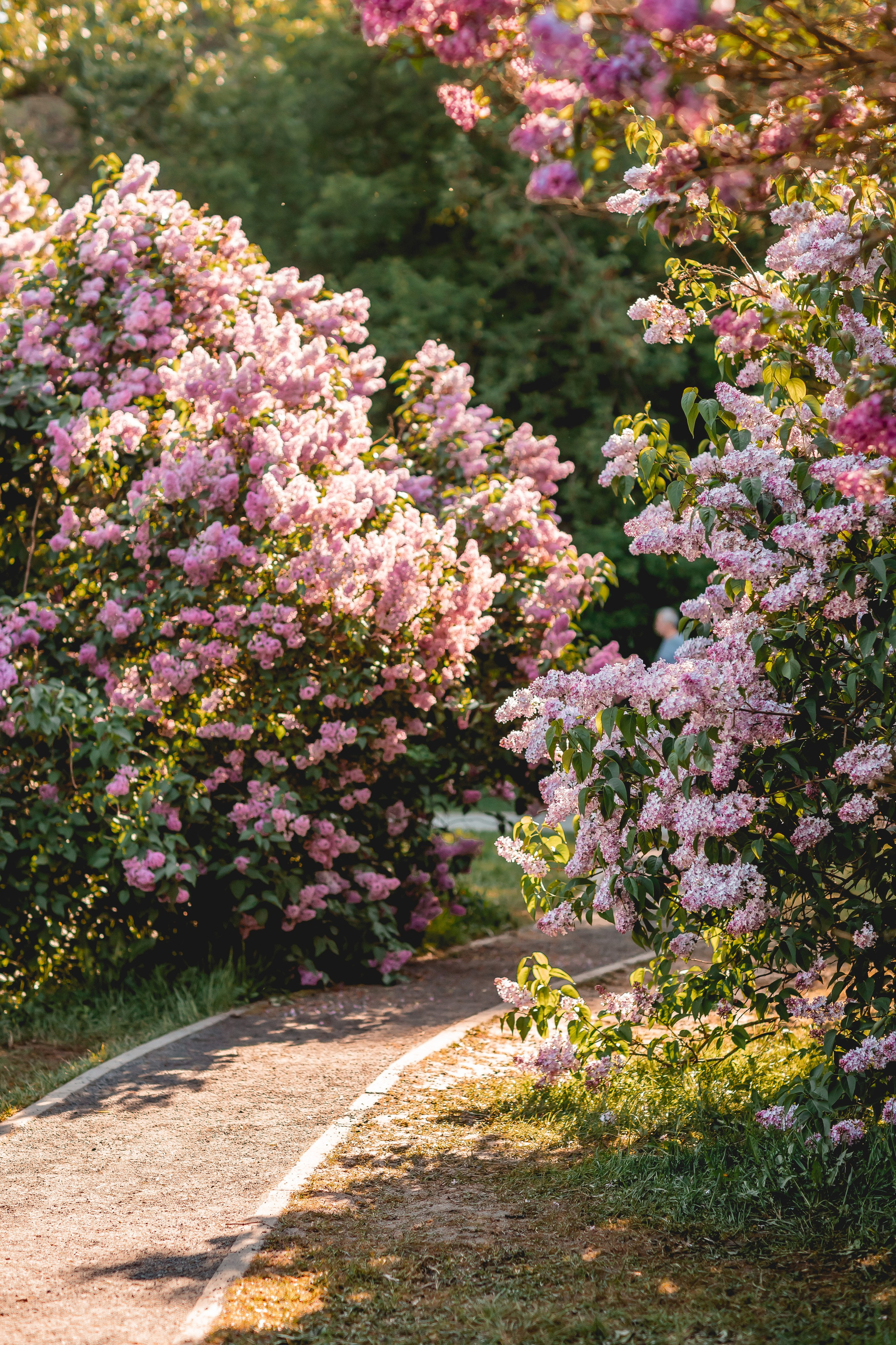 Ира, Альма и Белла. Семейный фотограф анималист Мария Крючкова