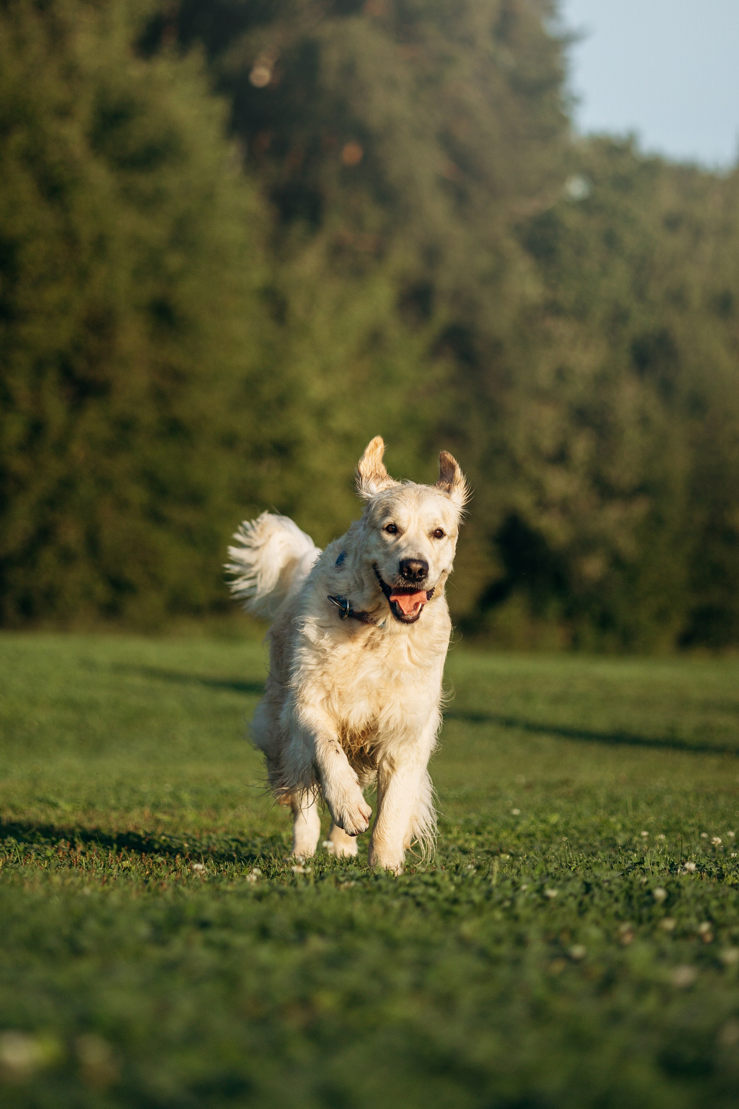 Ирина и ее золотинки. Фотограф — Анималист | Санкт-Петербург