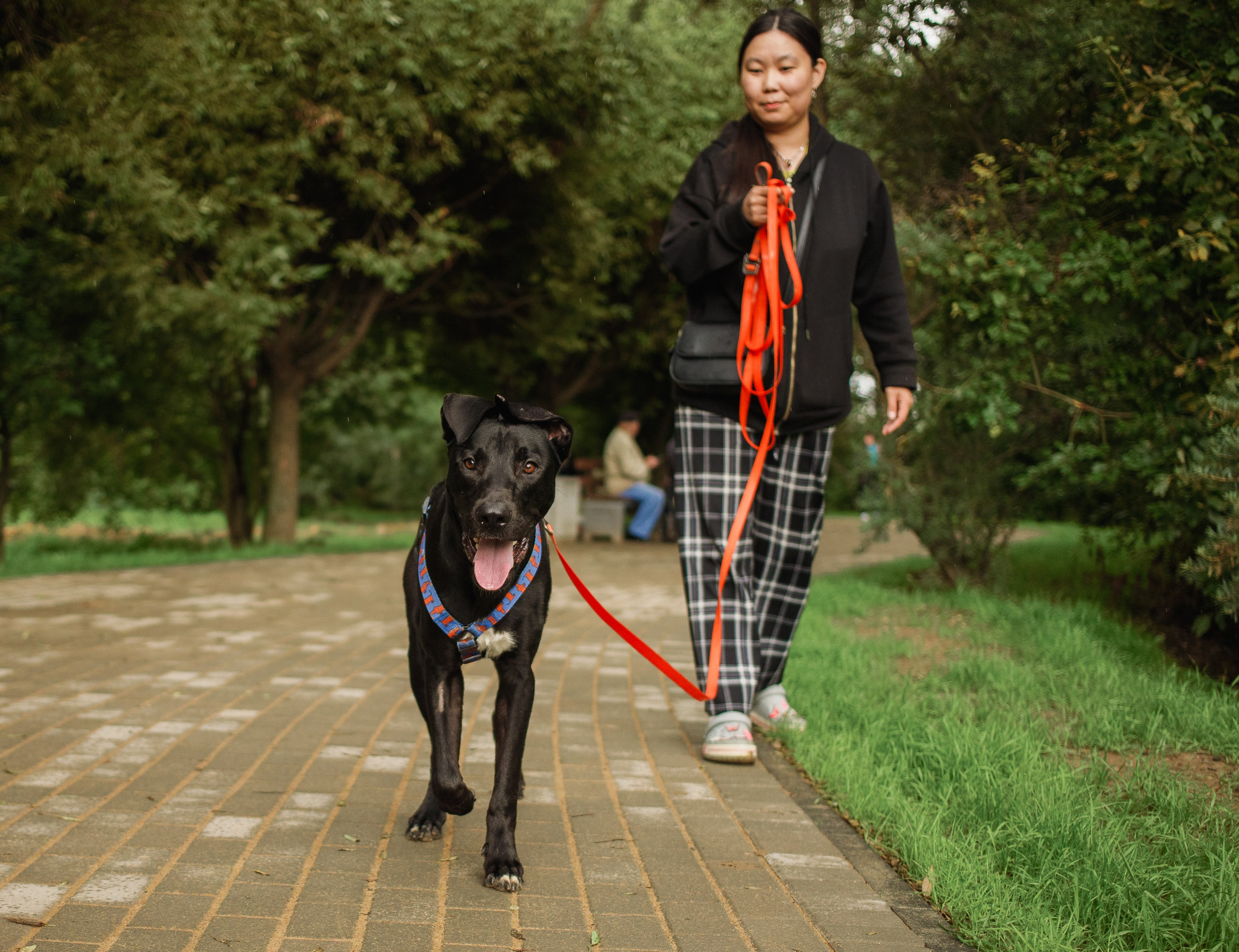 Отис ищет дом. Портретный фотограф в Санкт-Петербурге Катя Протасевич