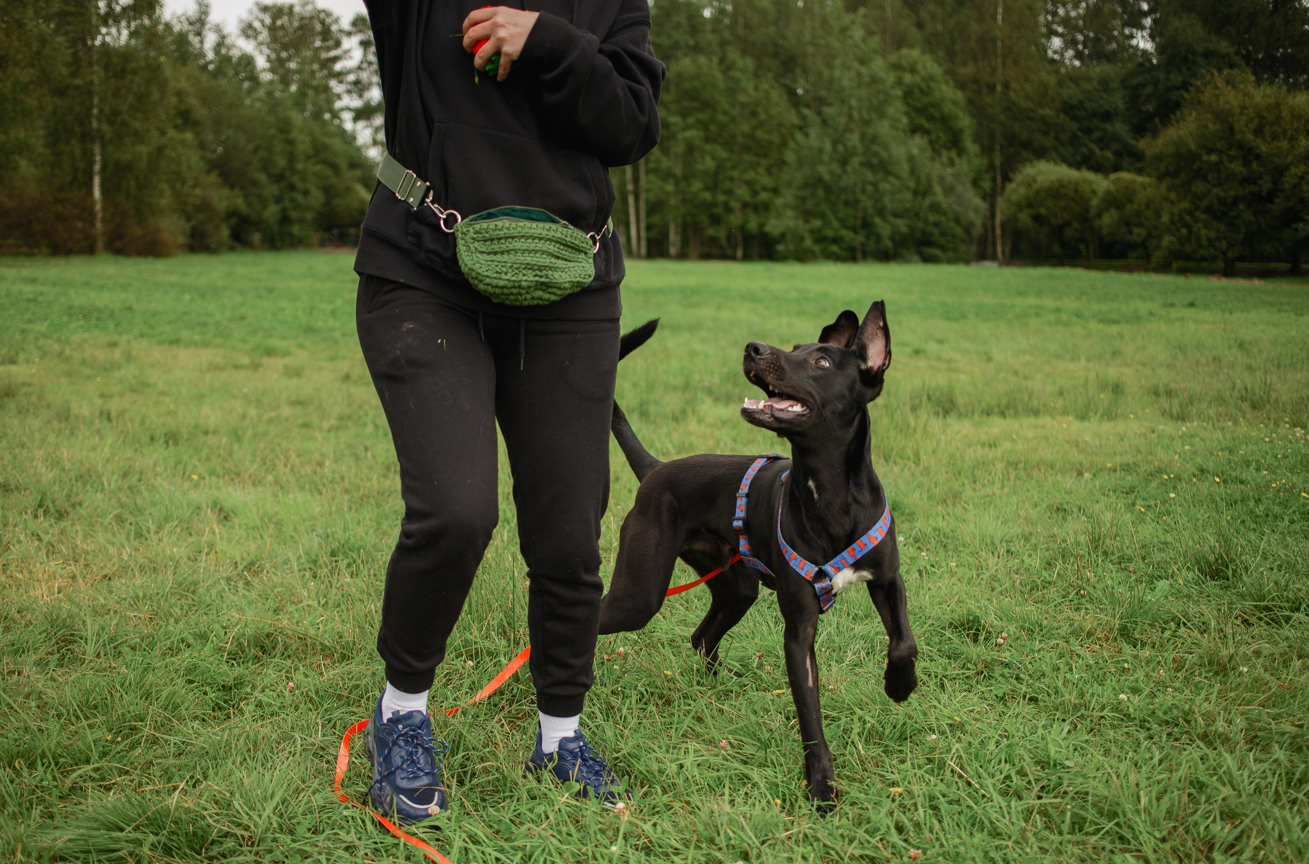 Отис ищет дом. Портретный фотограф в Санкт-Петербурге Катя Протасевич