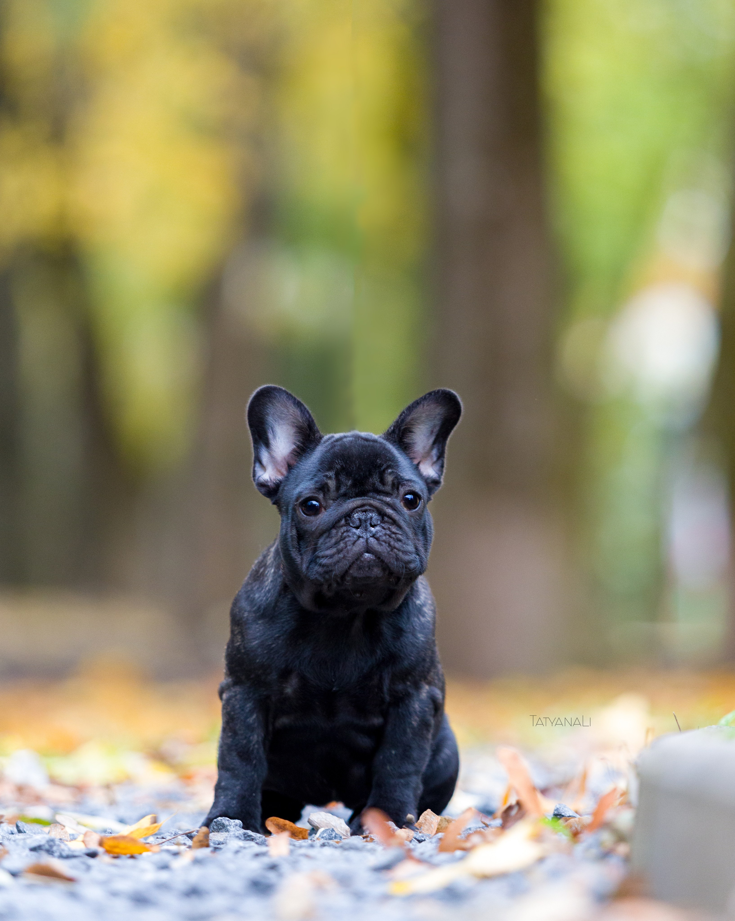 Французкий бульдог. Фотограф — анималист Татьяна Ли