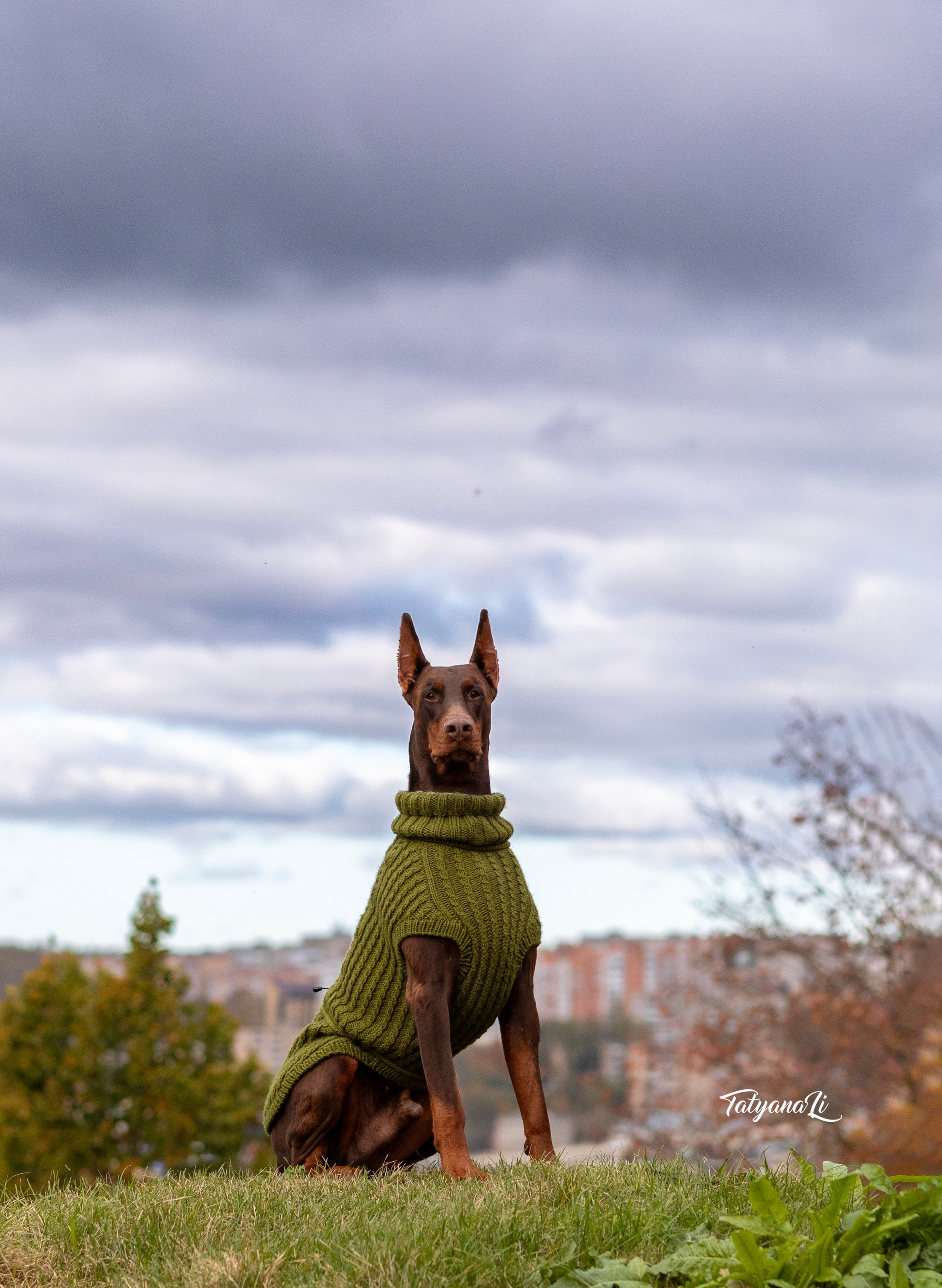 Доберман. Фотограф — анималист Татьяна Ли