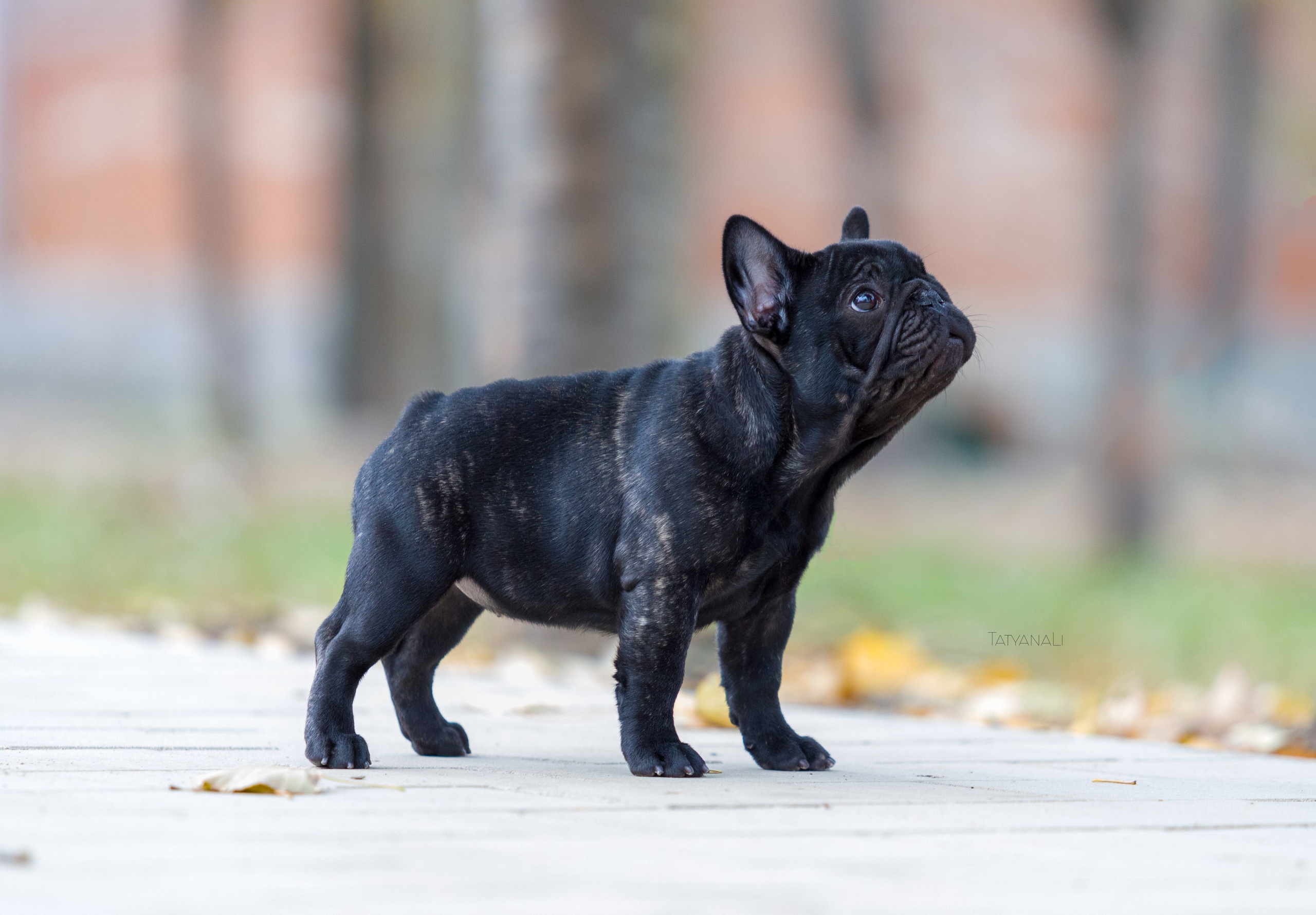 Французкий бульдог. Фотограф — анималист Татьяна Ли