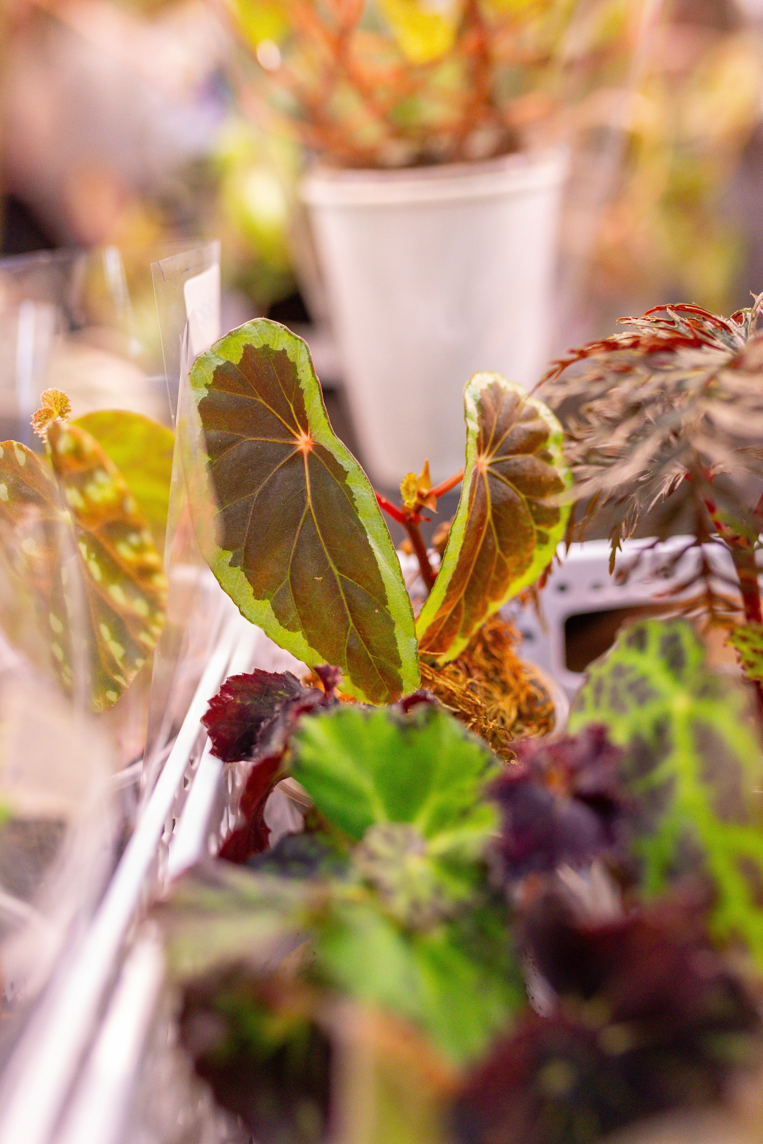 Монстериум 11–12 октября. Александра Куликова фотограф, Москва