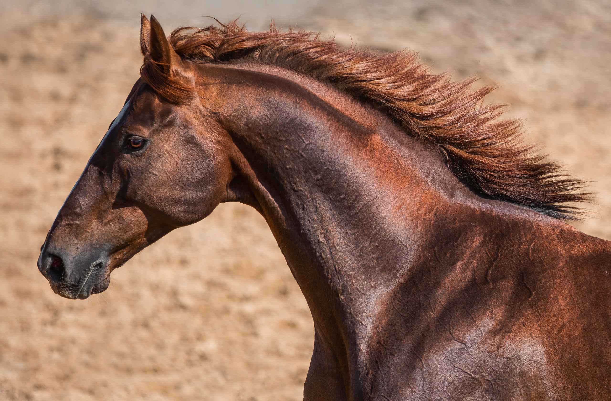 В движении. Фотограф-анималист Ксендзова Кристина