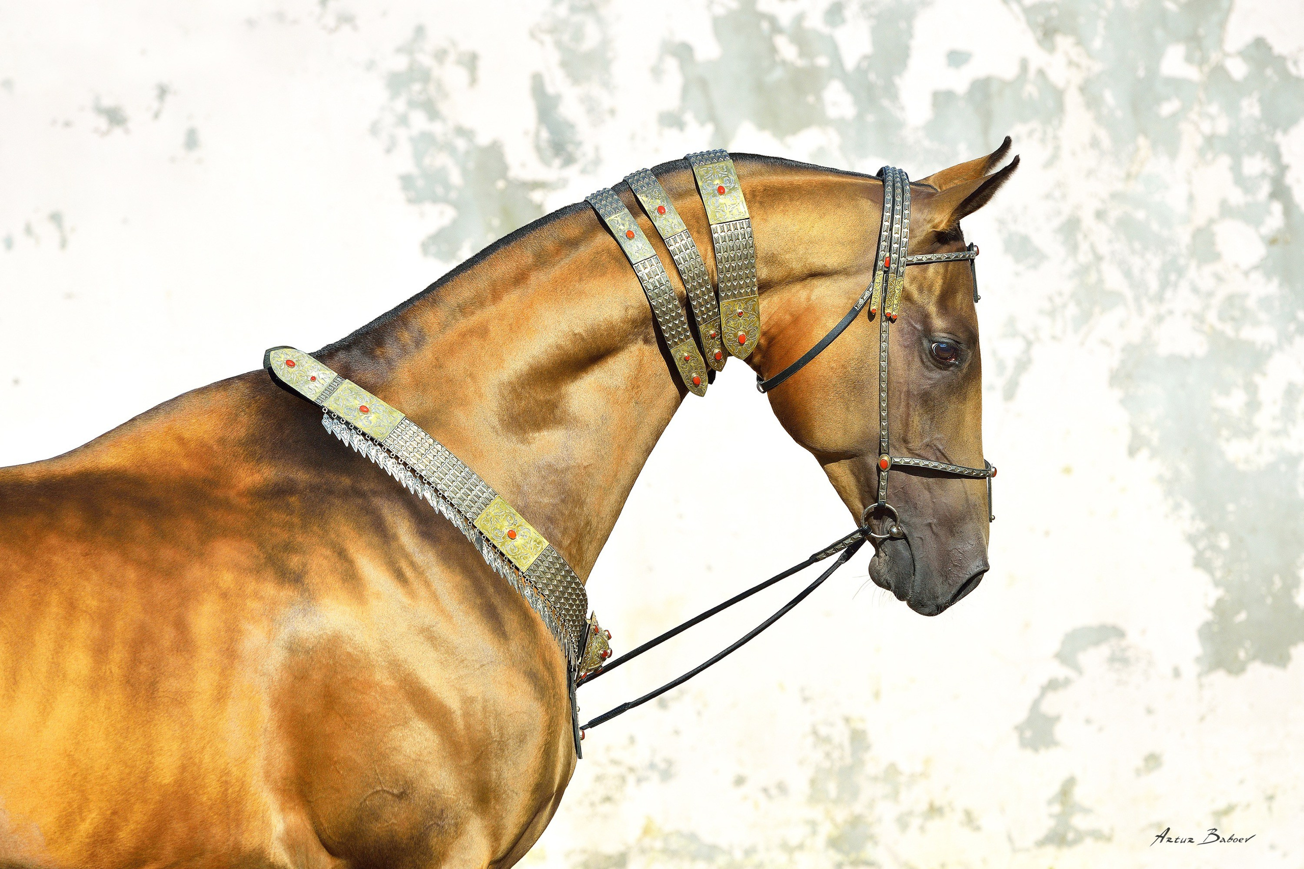 Gallery. Art photos of horses — ARTUR BABOEV | Photographer