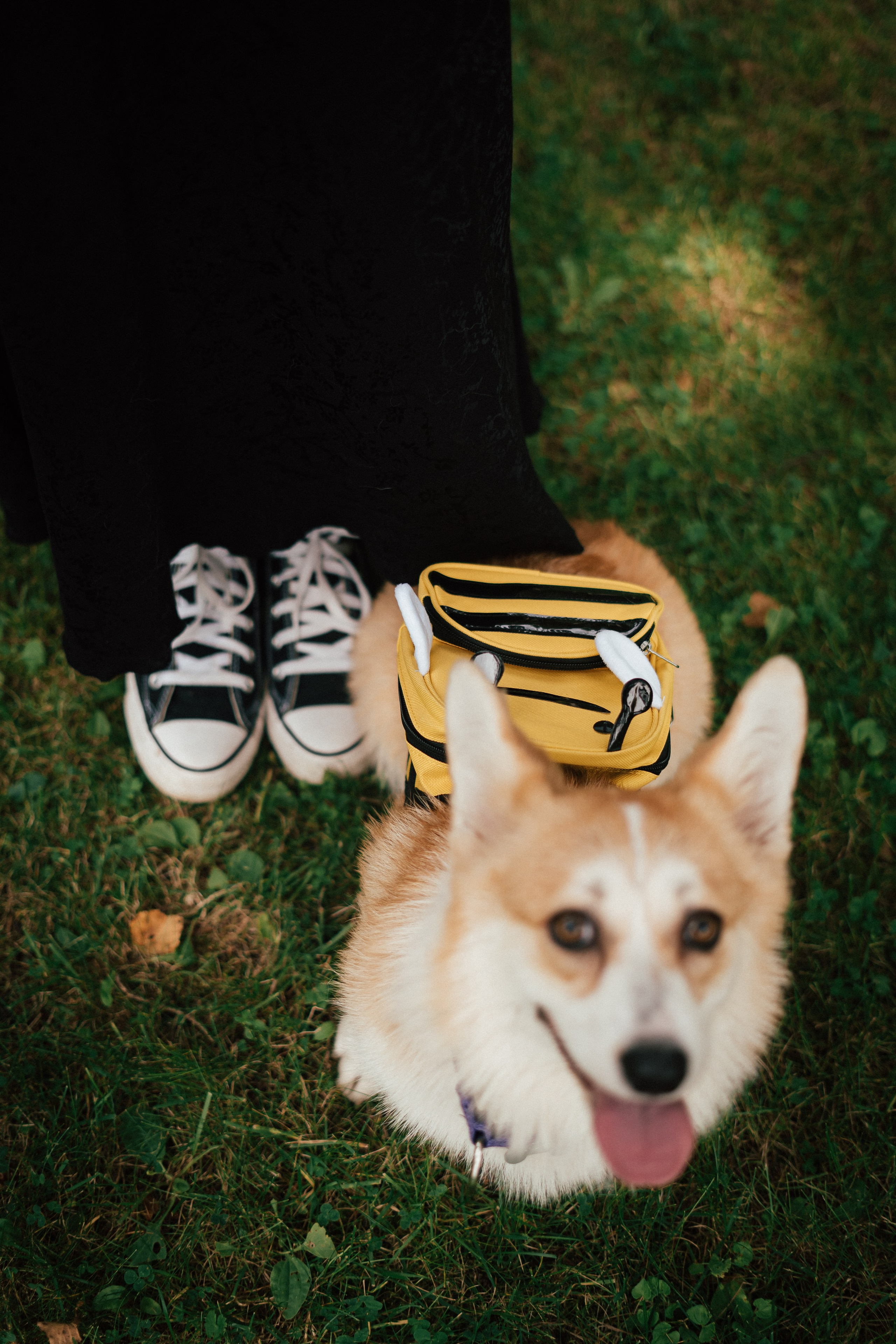 Фотосессия с собакой сахалин. Фотограф сахалин