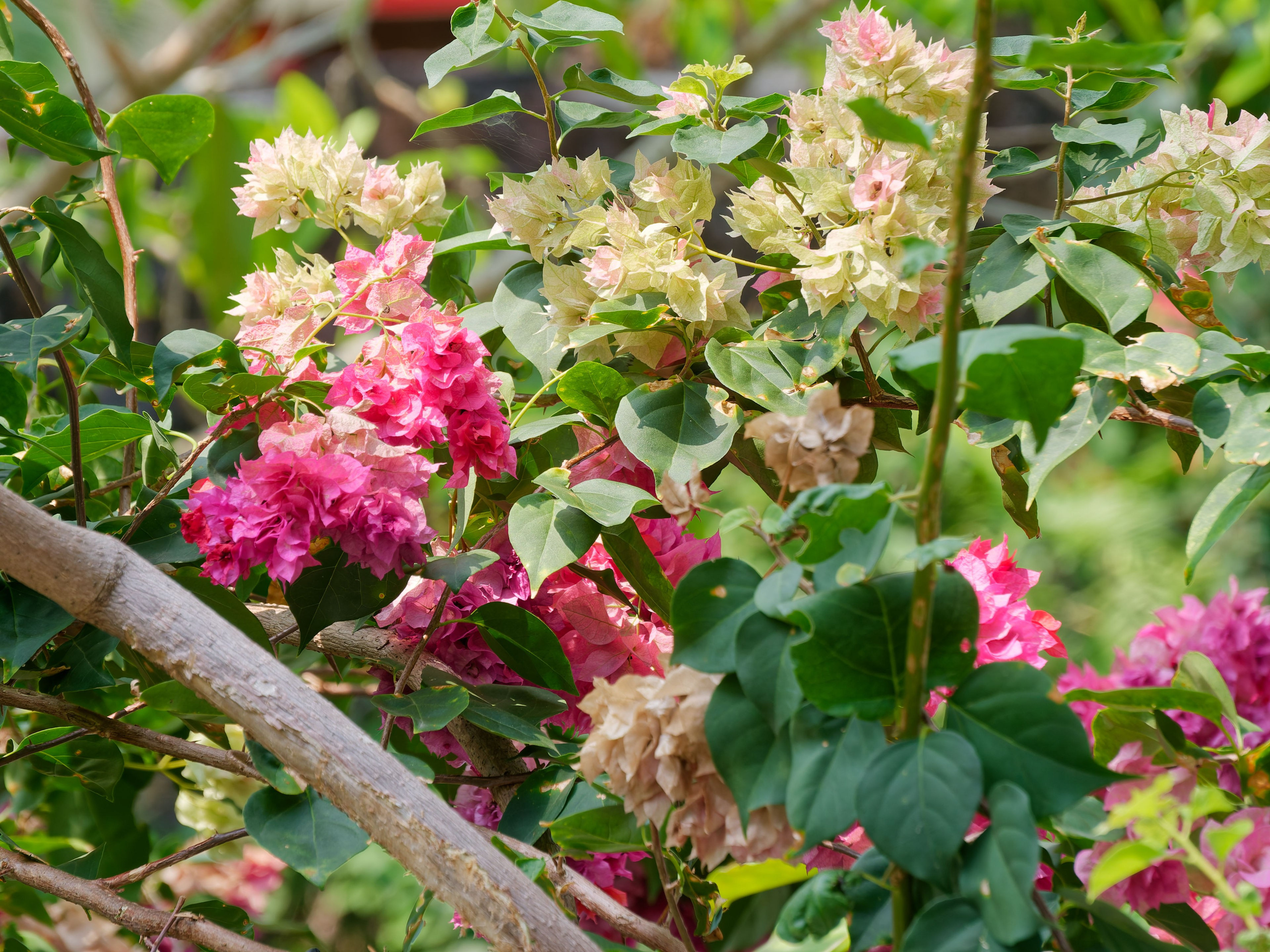 Хайнань 2026, отель «Stony Brook Villa Jianguo Resort Sanya 4*». Фотопрогулки по Миру