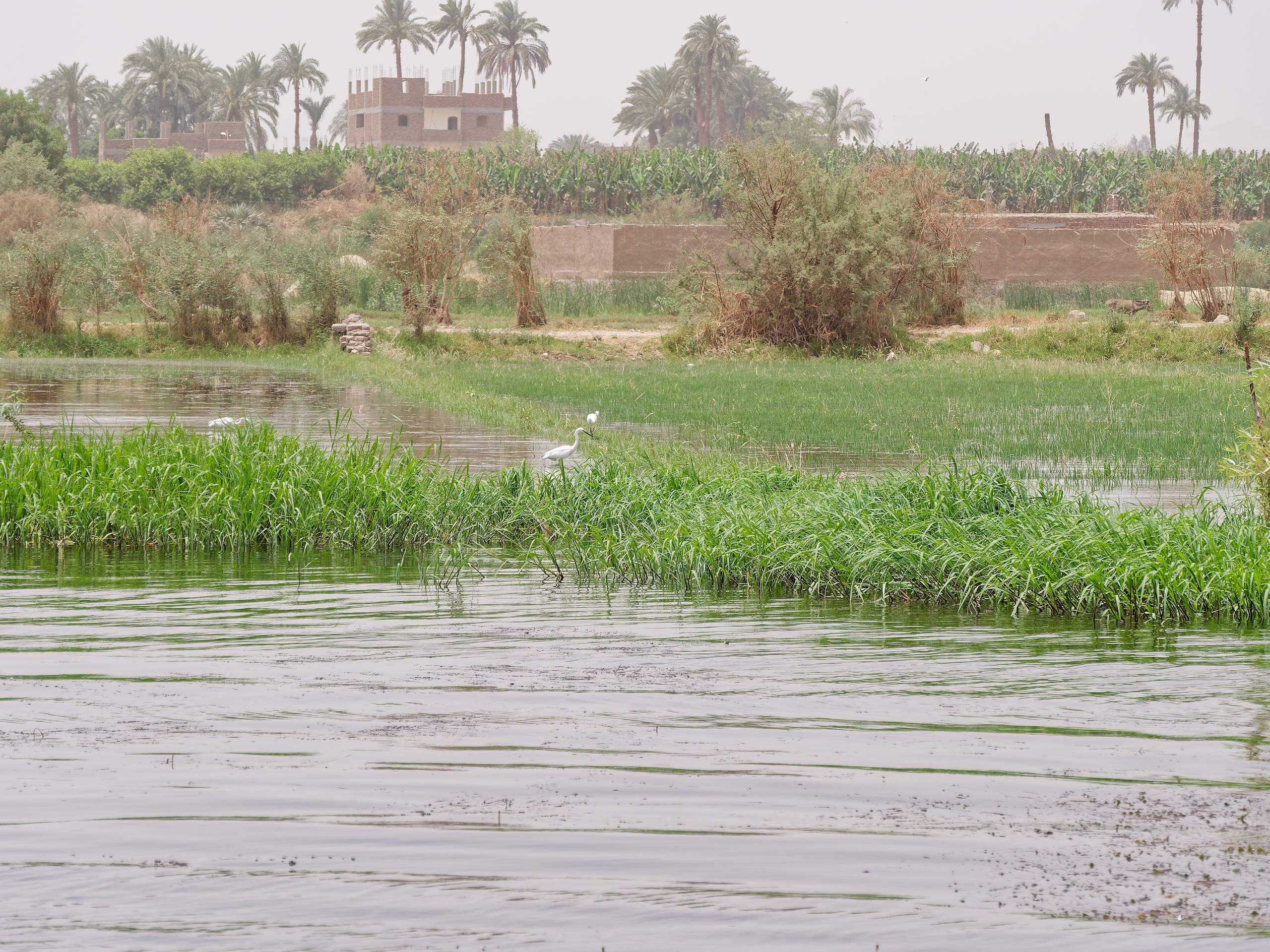 Луксор 2022, Нил, Долина царей. Избранные фотографии