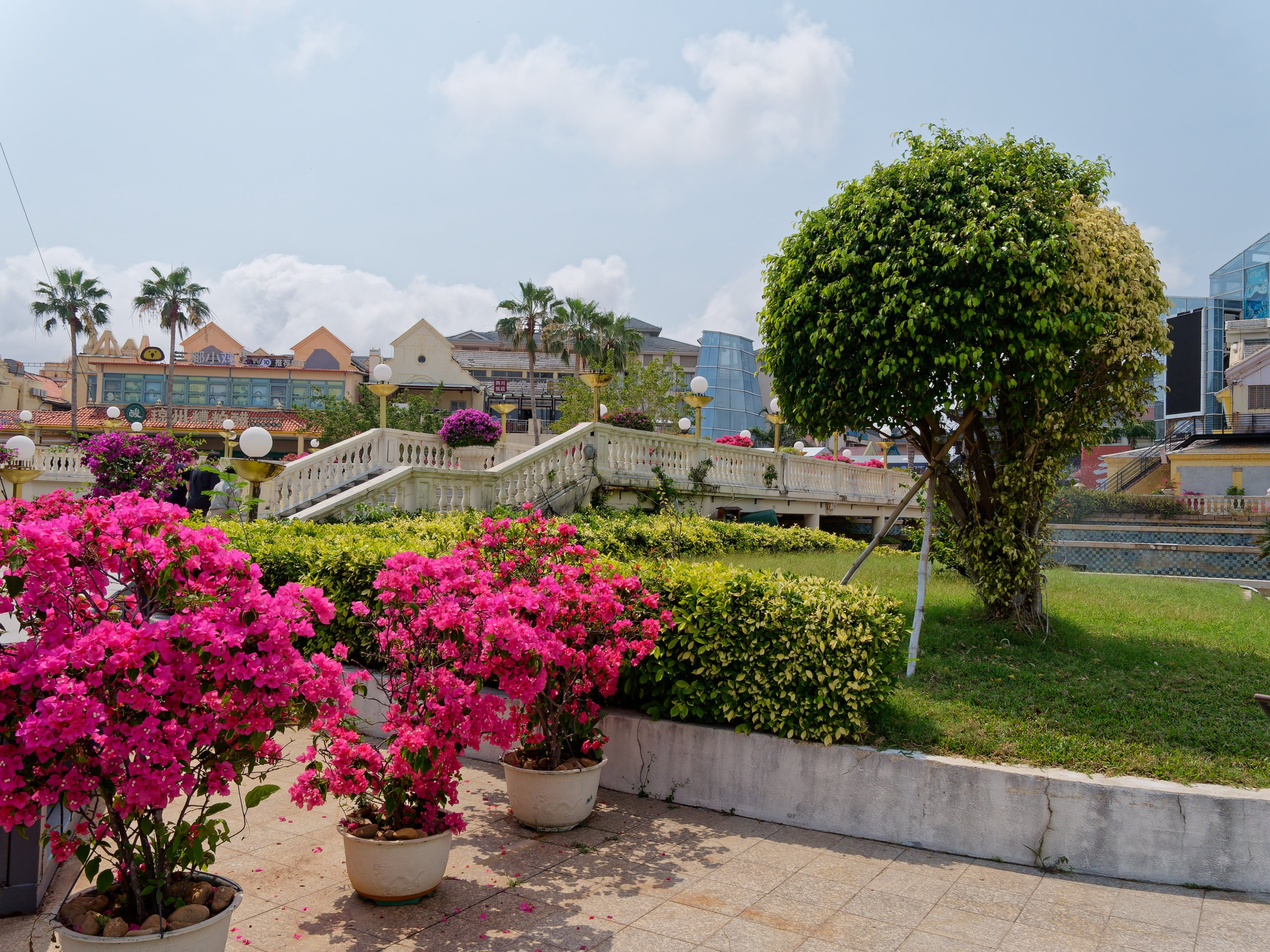 Хайнань 2026, флора, цветы и деревья. Фотопрогулки по Миру