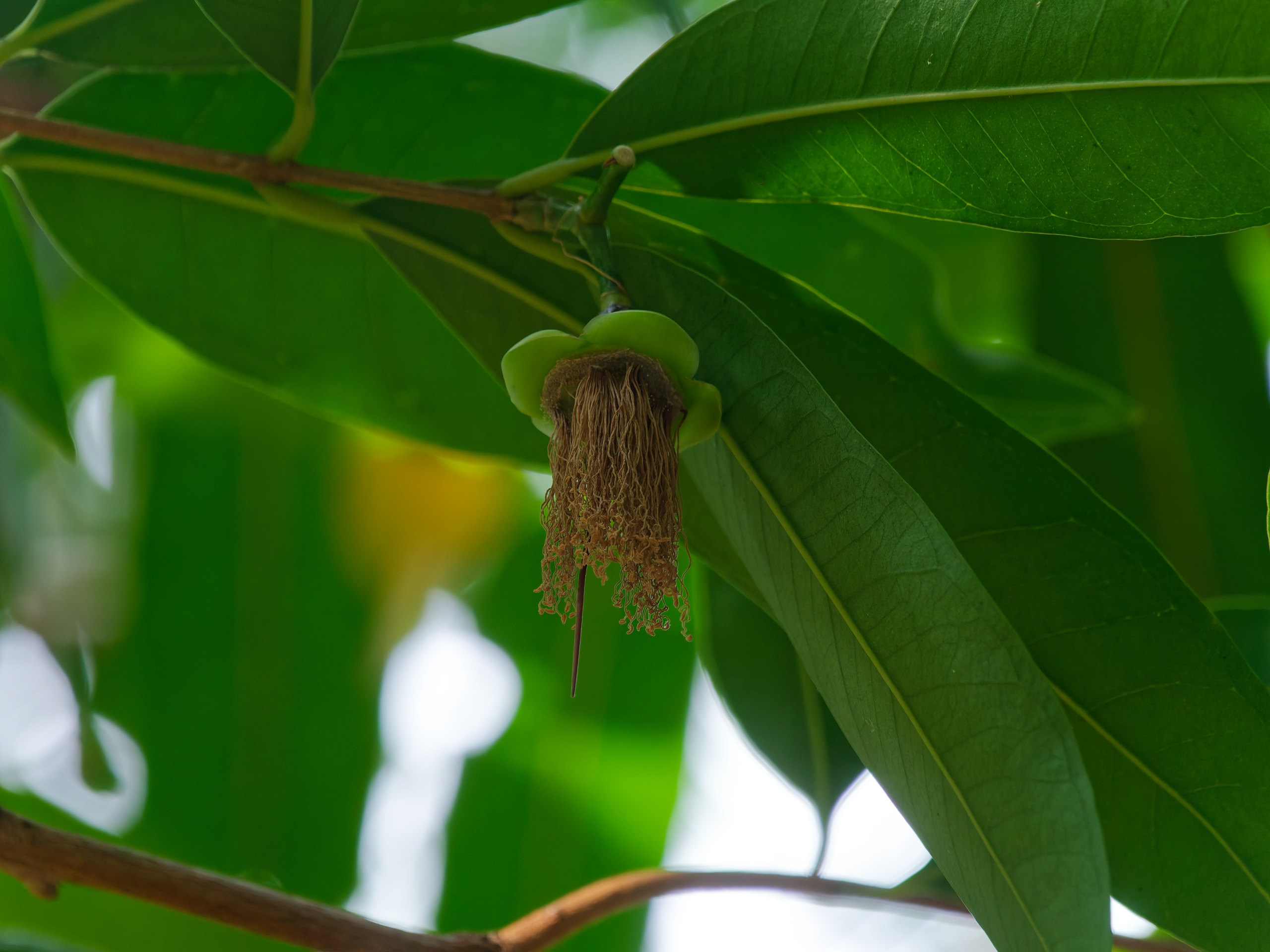 Хайнань 2026, флора, цветы и деревья. Фотопрогулки по Миру