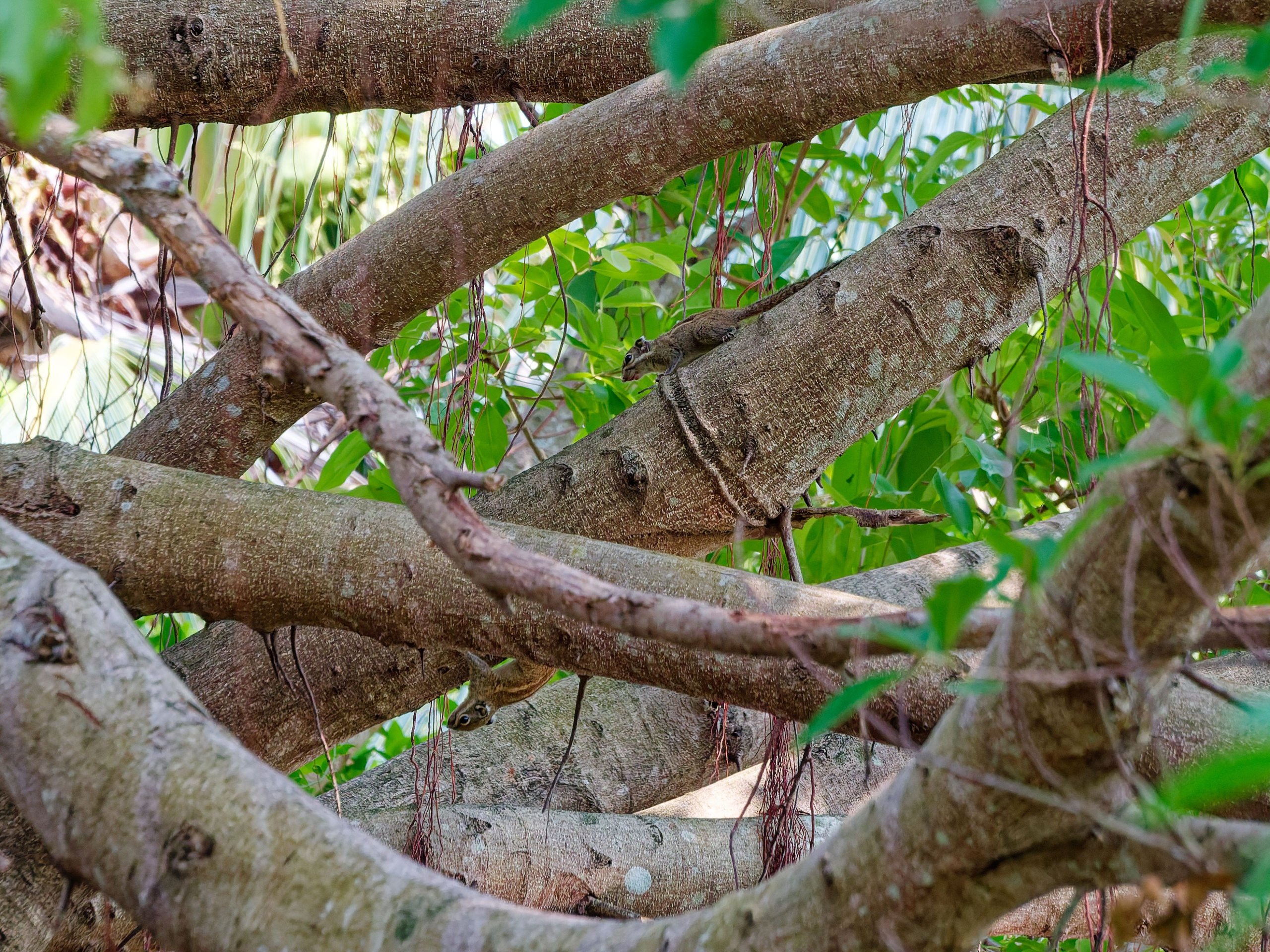 Хайнань 2026, белки. Фотопрогулки по Миру