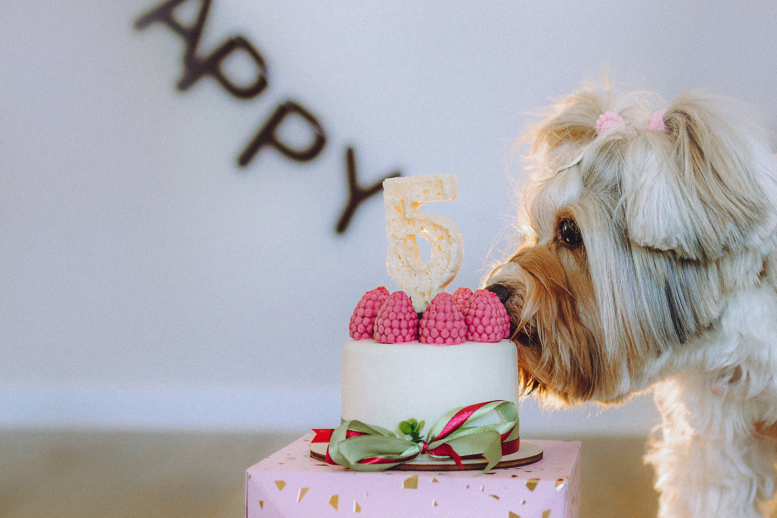 День Рождения Шу